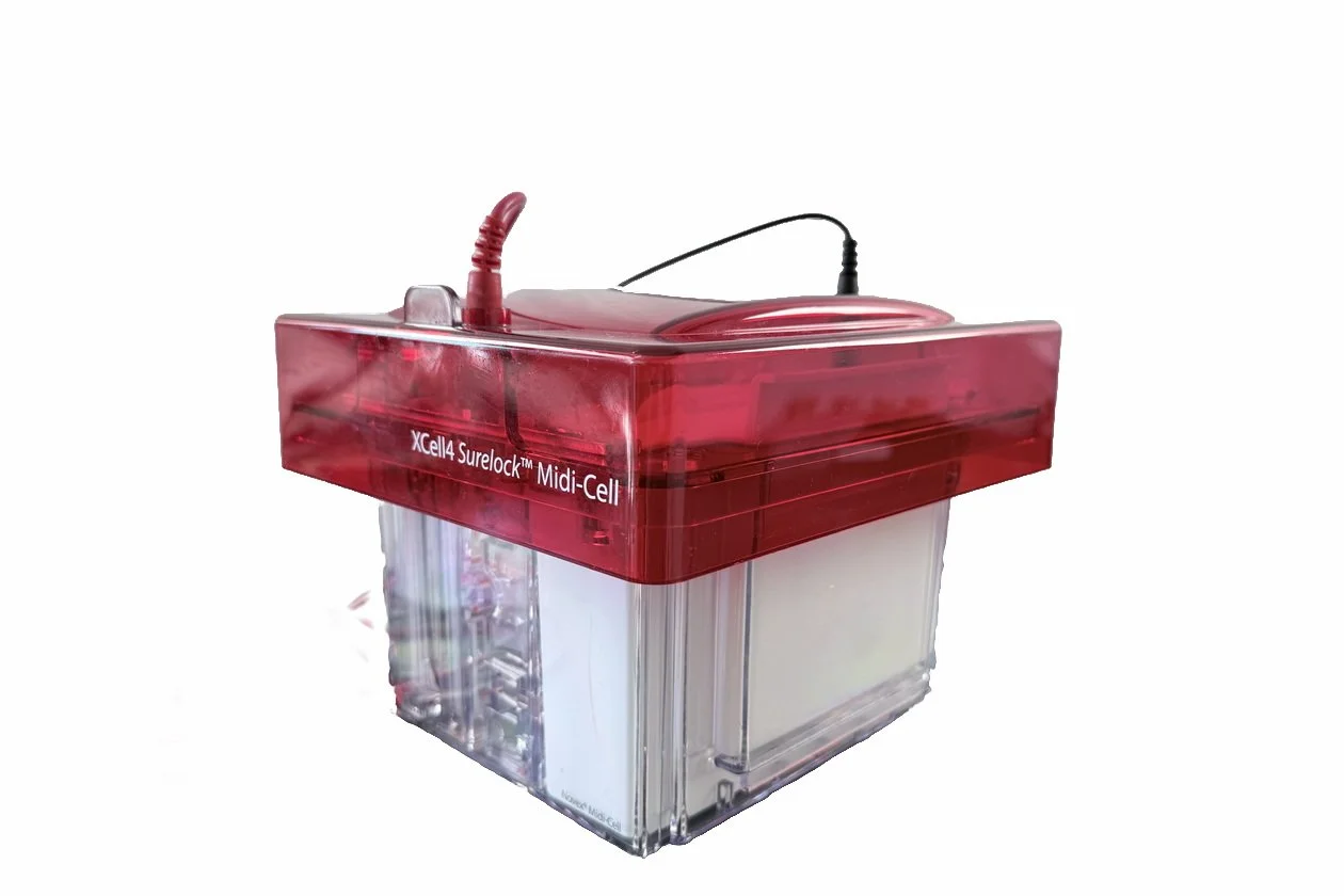 Invitrogen XCell4 Surelock Midi-Cell Electrophoresis System