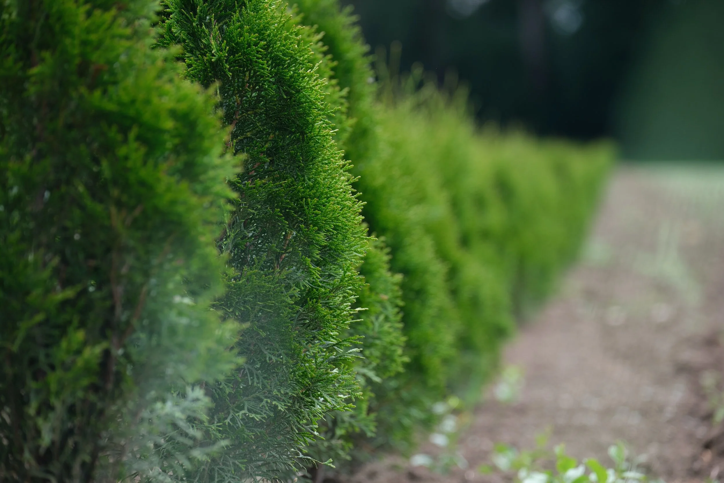 A line of green hedge shrubs along a dirt pathway, with a blurred background of trees.