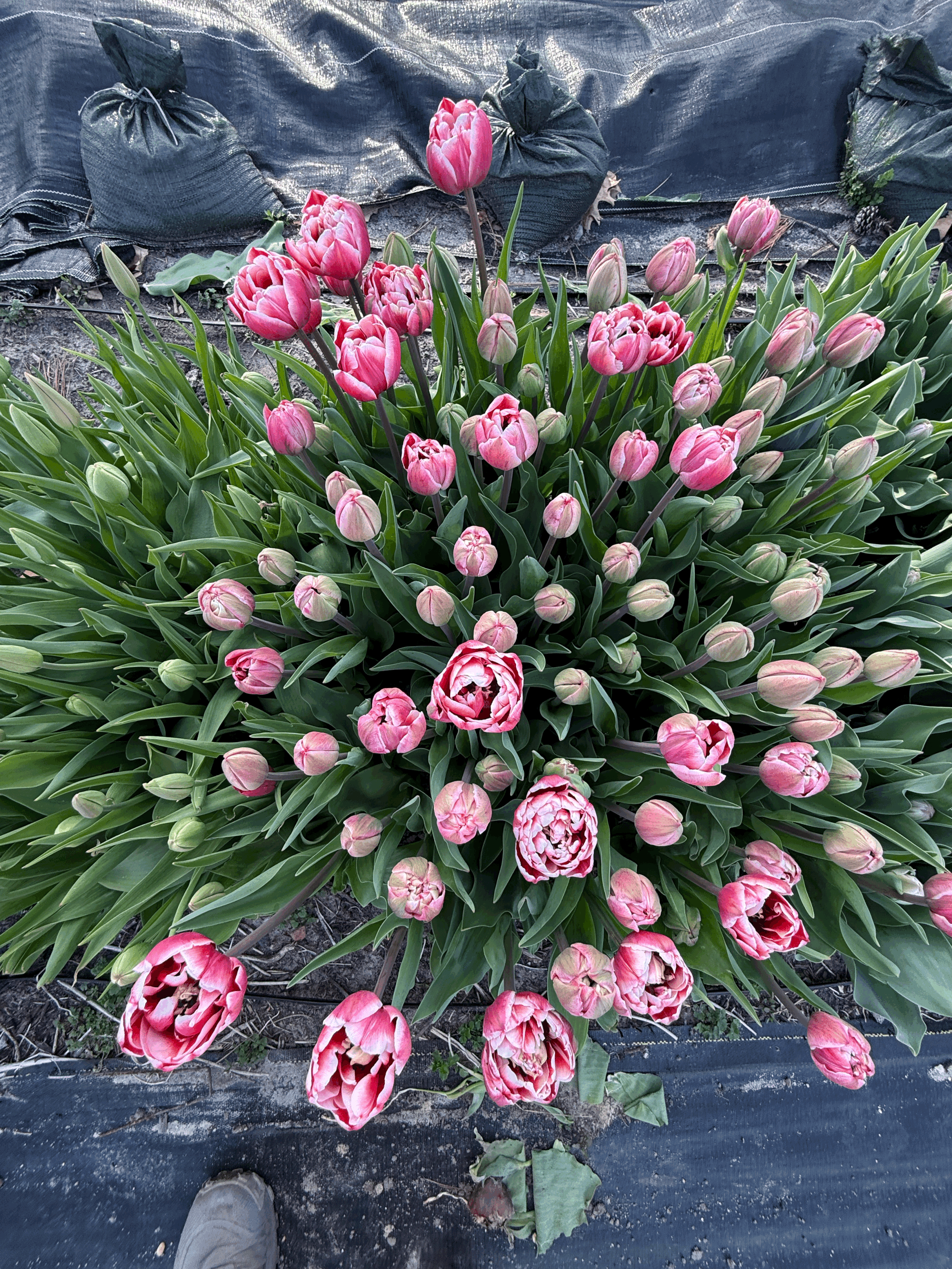 First Blooms of the Season!