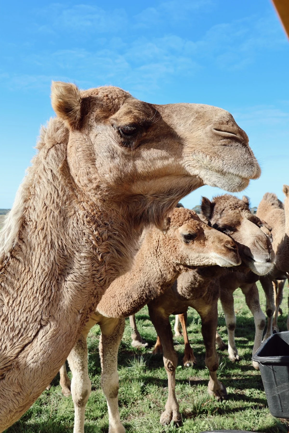 ORBE Properties Camel Farm3.JPG