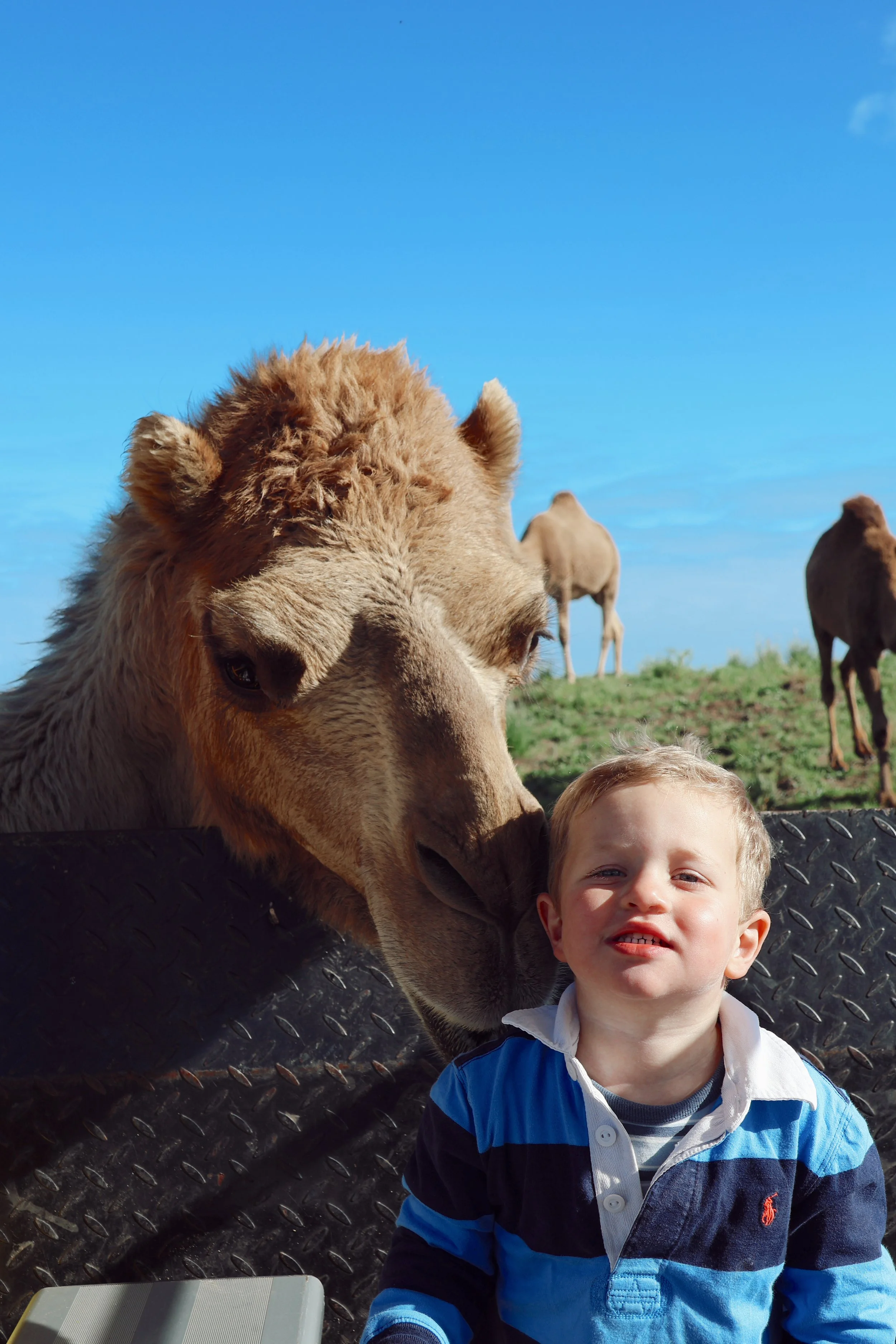 ORBE Properties Camel Farm8.JPG