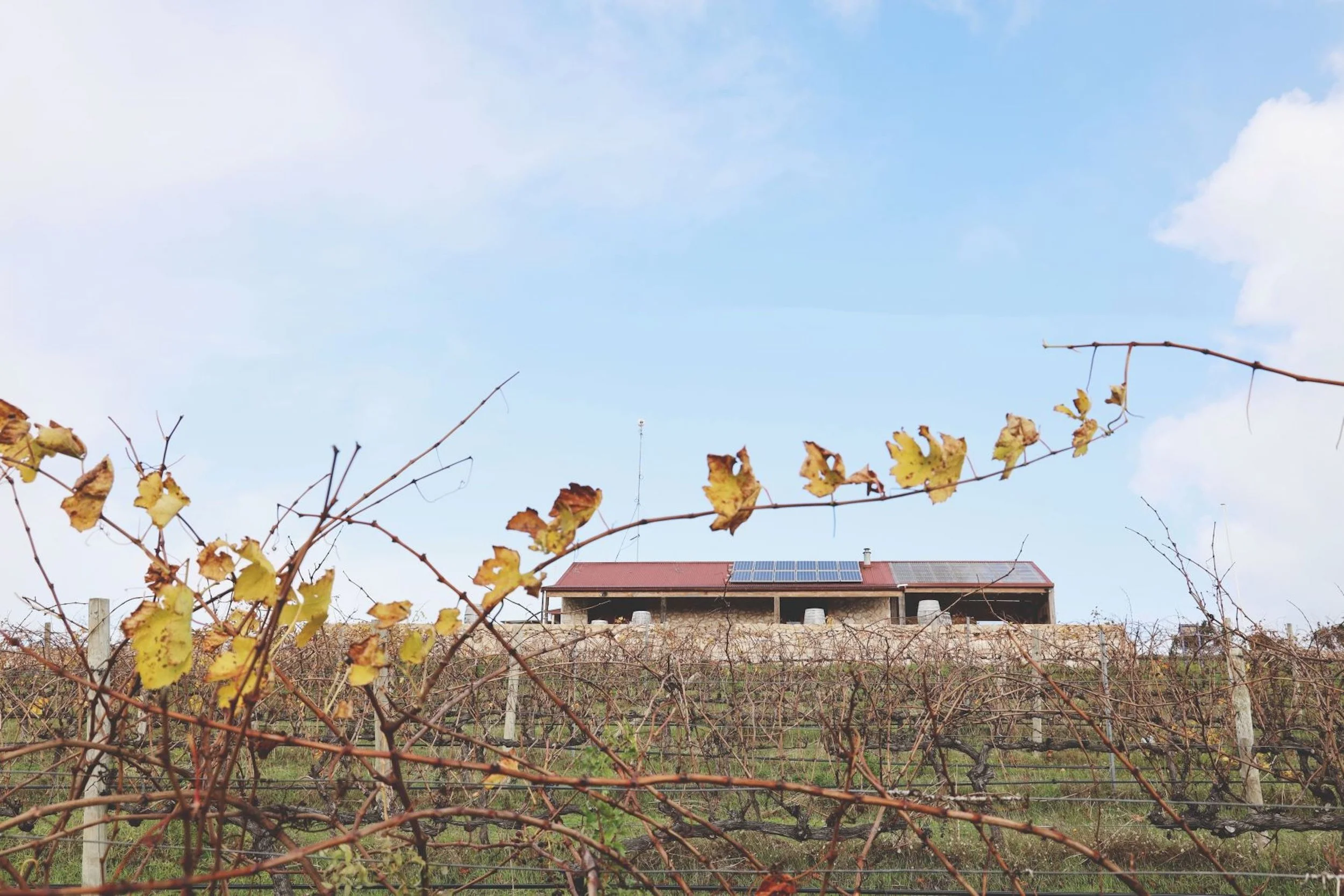 cellar door from road.jpg