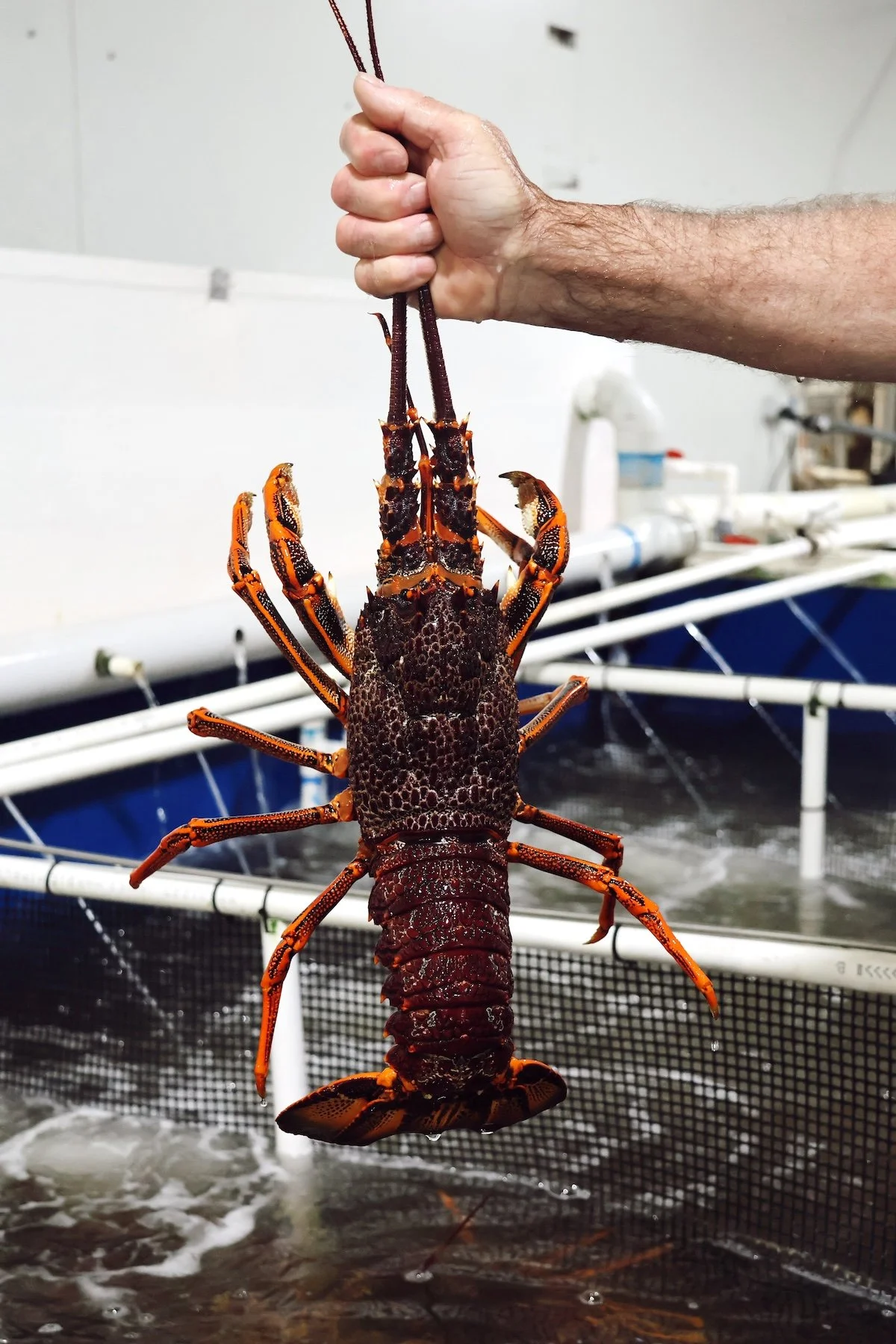 Robe Crayfish9.JPG