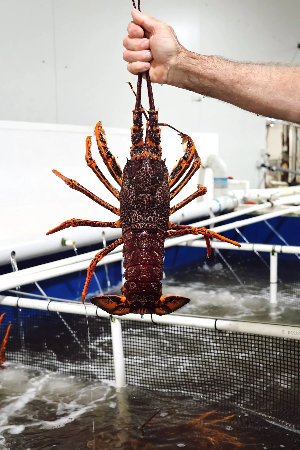Robe Crayfish24.JPG
