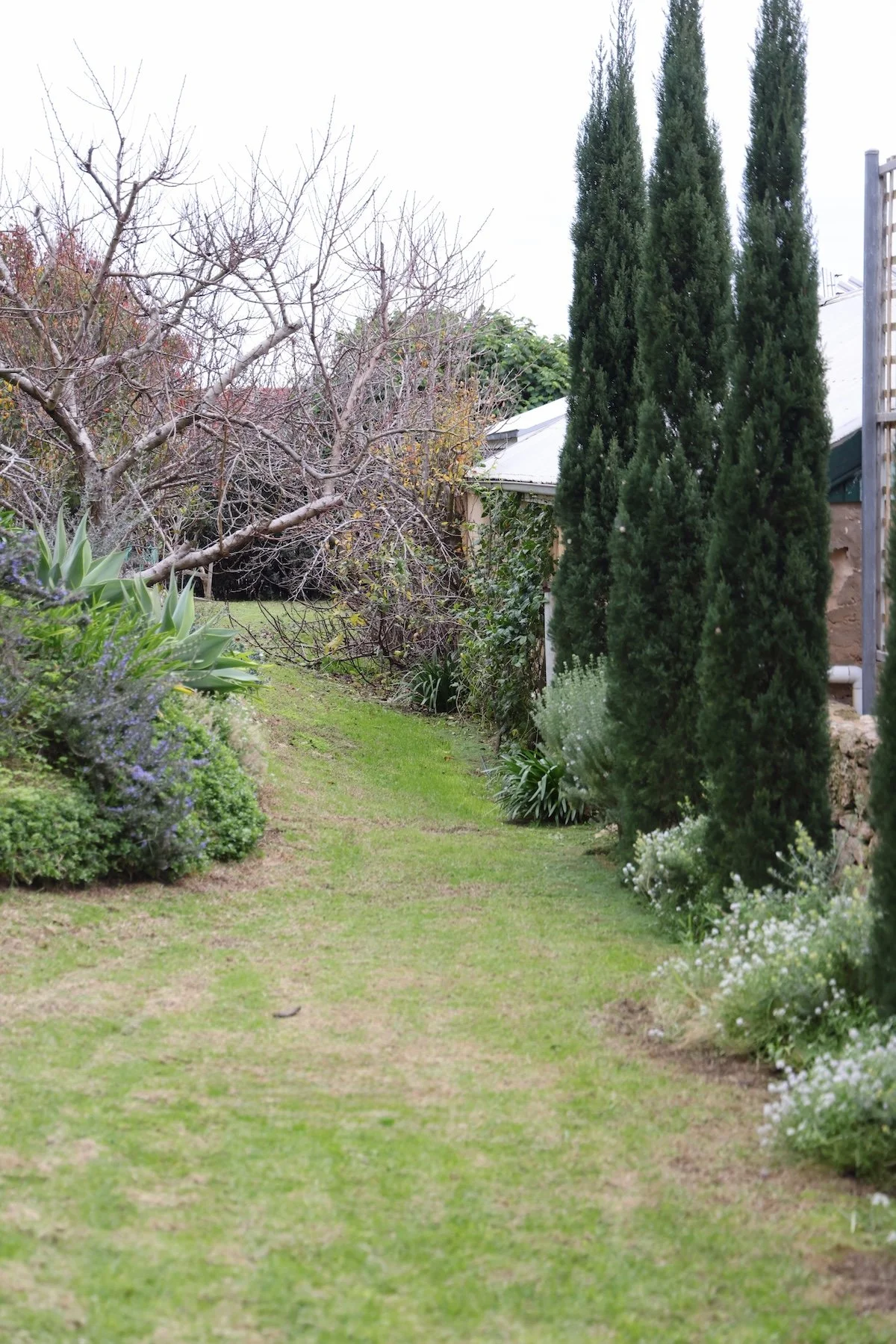 A backyard garden with a small grassy pathway, surrounded by various shrubs and trees, including a bare deciduous tree on the left and tall, narrow evergreen trees on the right.