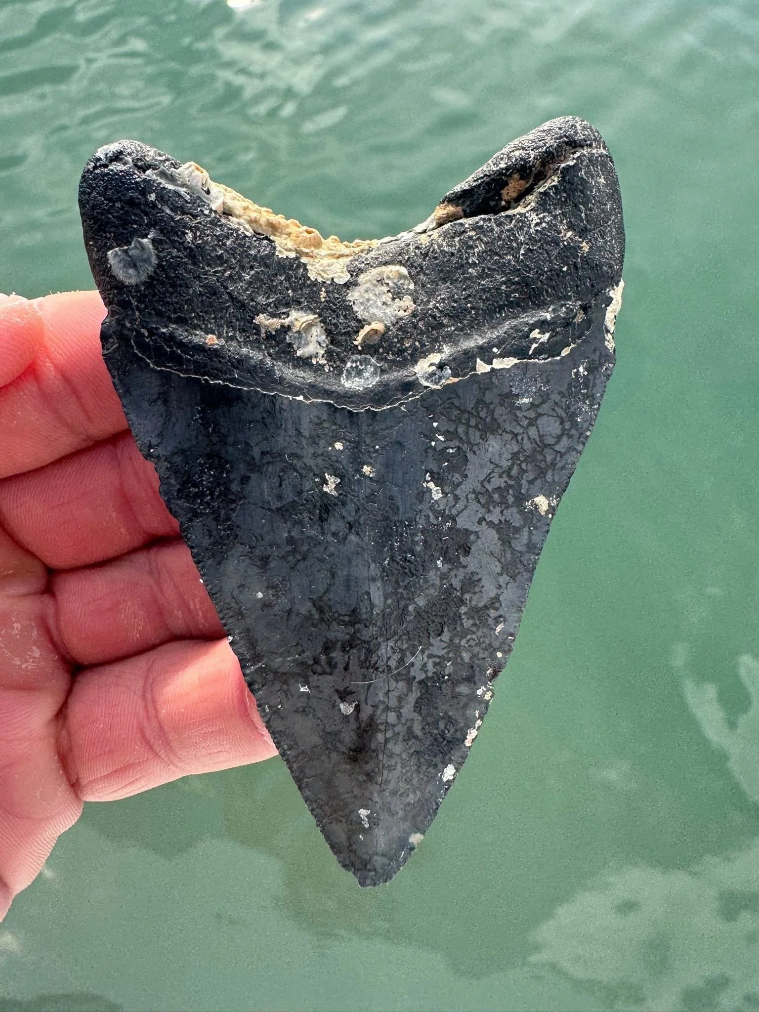 Fossilized Megalodon Shark Tooth 