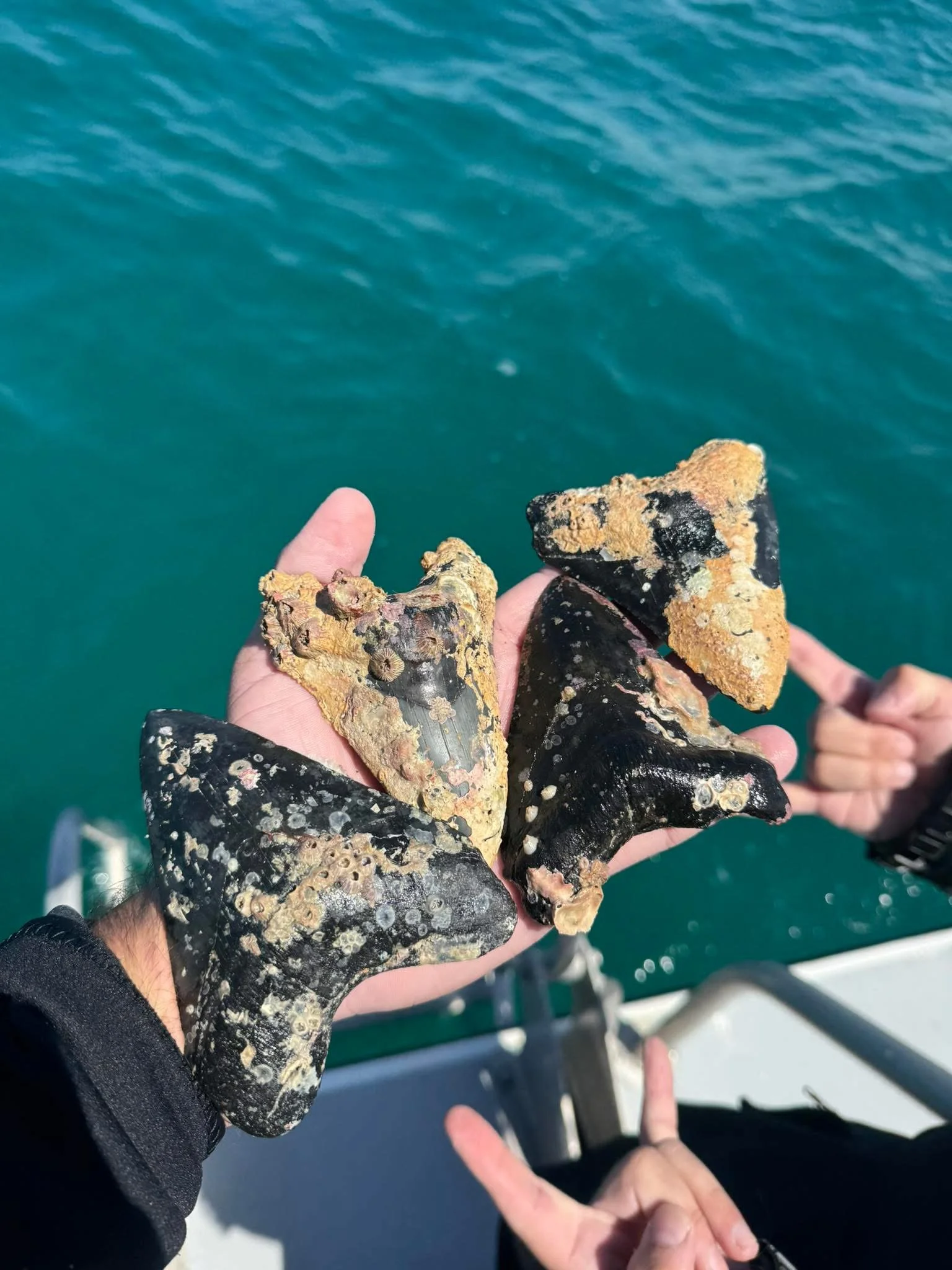 Fossilized Megalodon Teeth