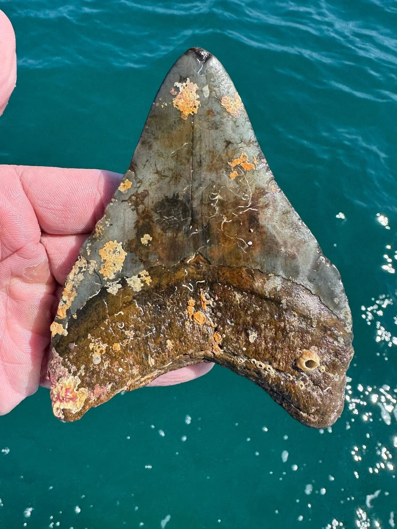 Insane Colors from this megalodon tooth!