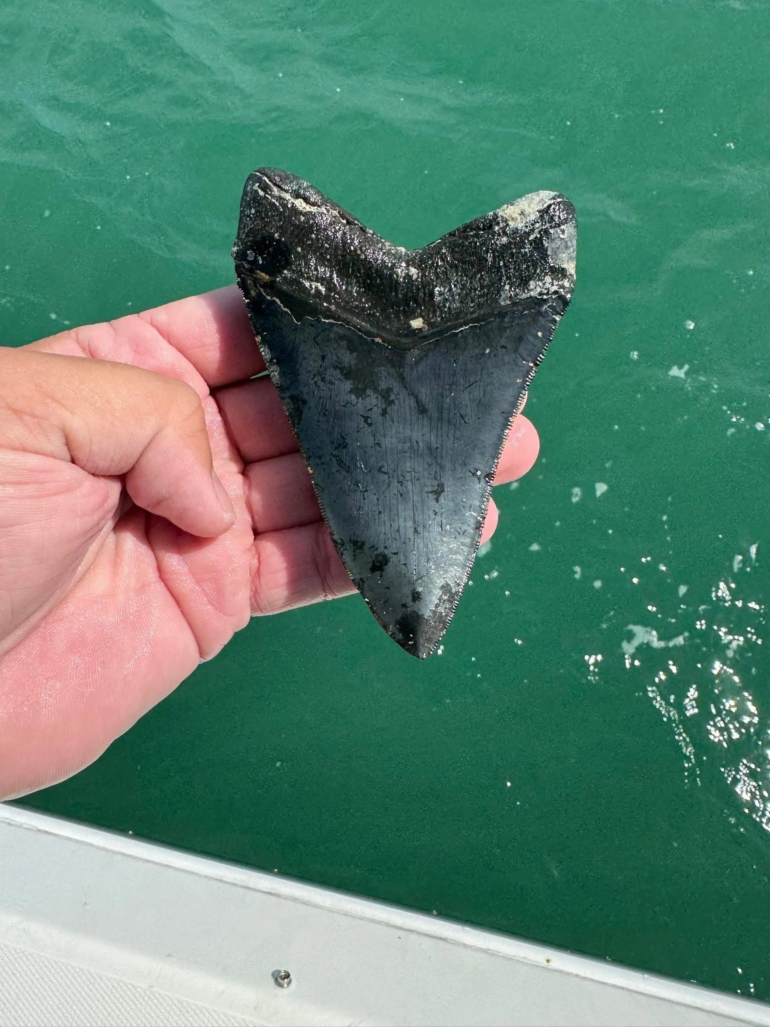 Fossilized Megalodon Shark Tooth 