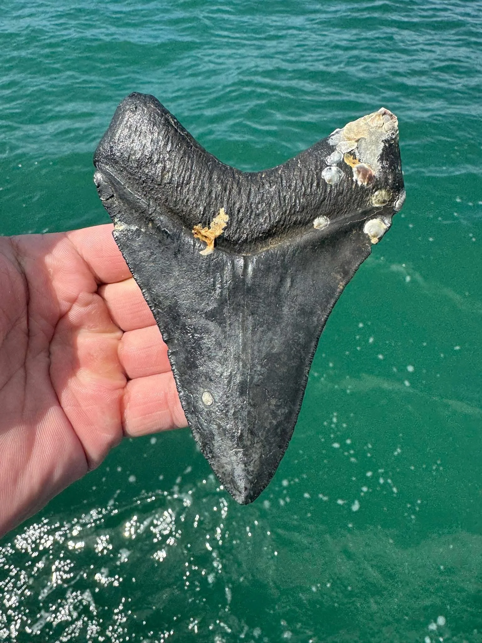 Fossilized Megalodon Shark Tooth 