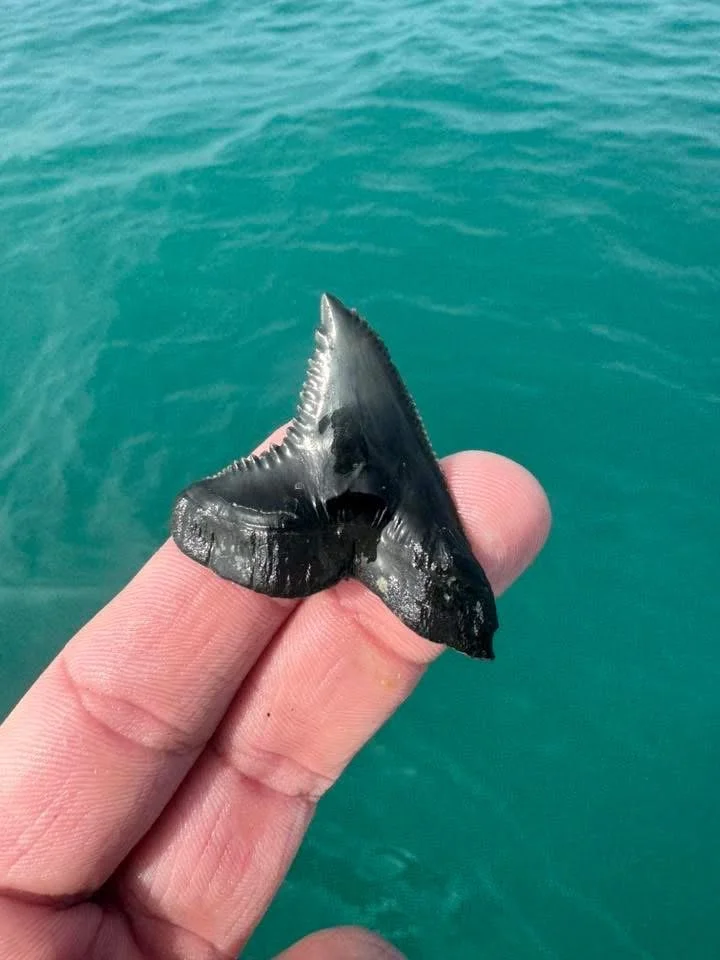 Hemipristis "Snaggle Tooth" 