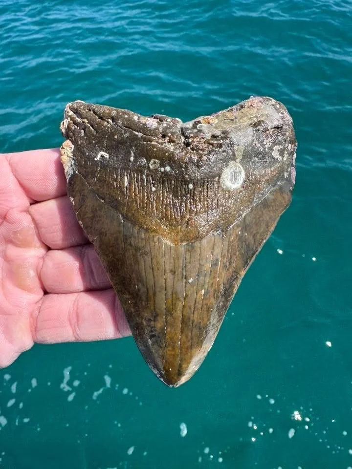Insane Colors from this megalodon tooth!