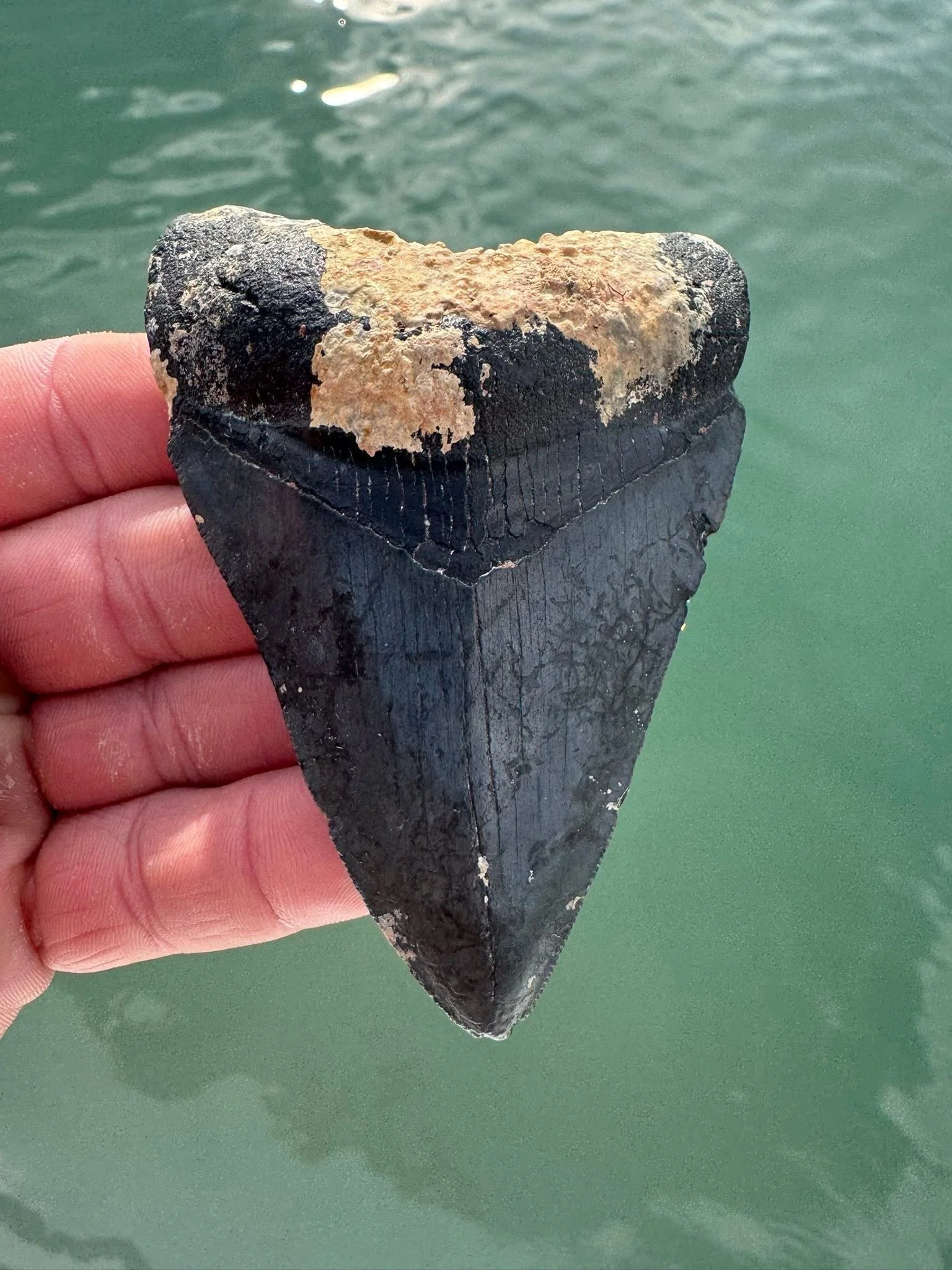 Fossilized Megalodon Shark Tooth 