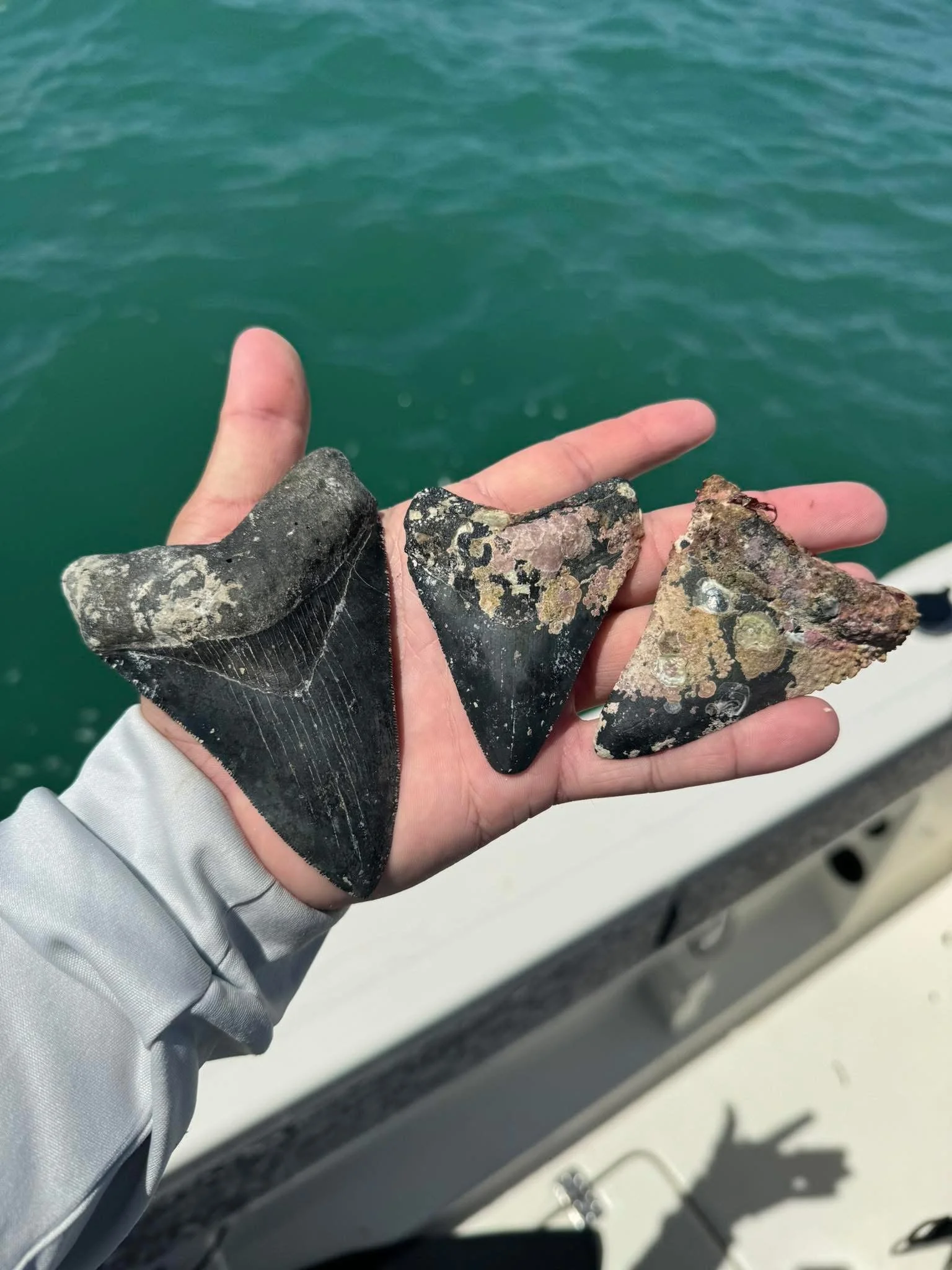 Cold Fronts in the gulf, stir the bottom up revealing fossils on the ocean floor. 