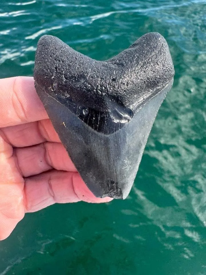Fossilized Megalodon Shark Tooth 