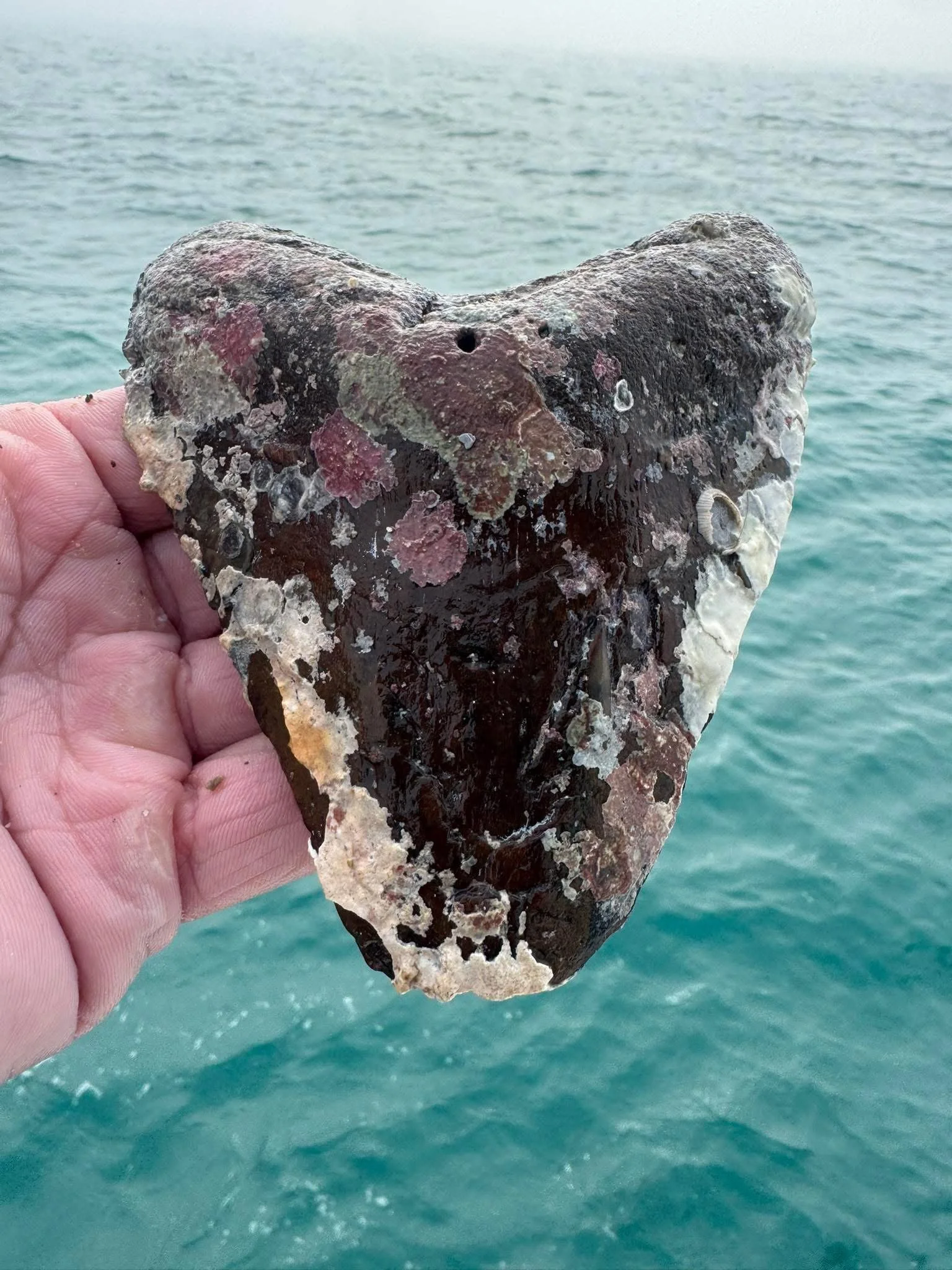 Fossilized Megalodon Shark Tooth