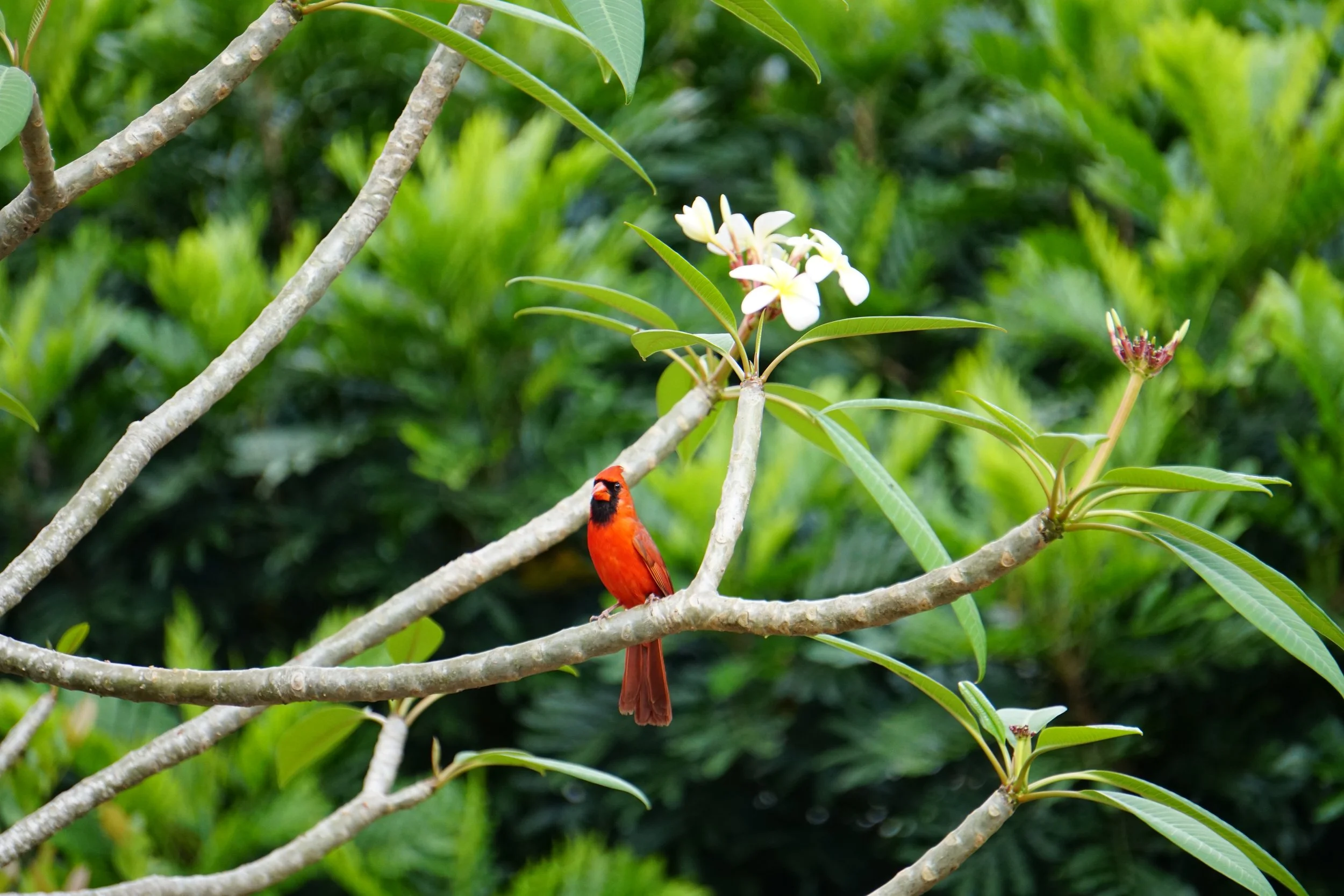 A red bird perched on a tree branch near white flowers and green leaves.