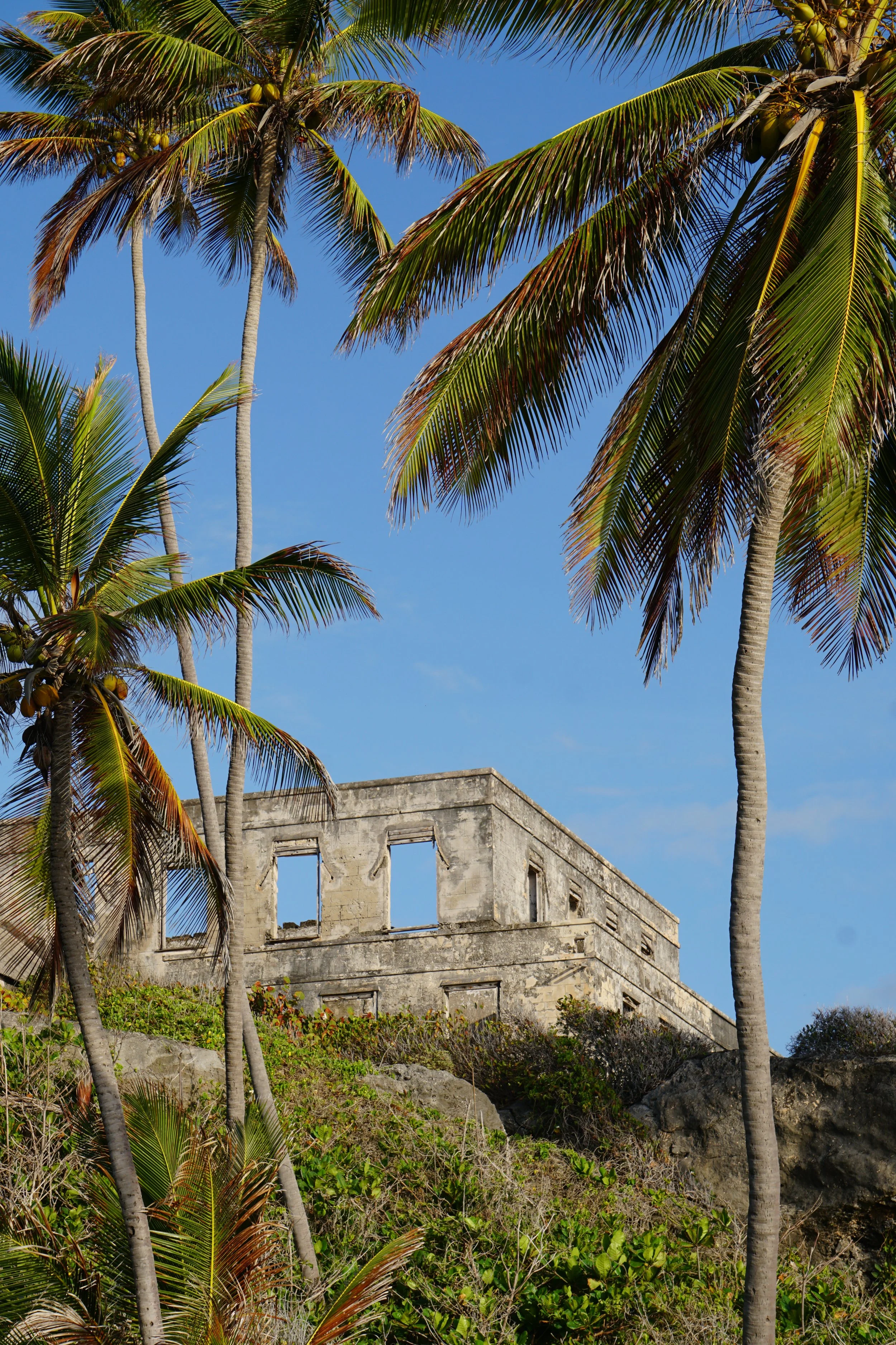 Ruined building on a hill surrounded by tall palm trees and green vegetation under a clear blue sky.