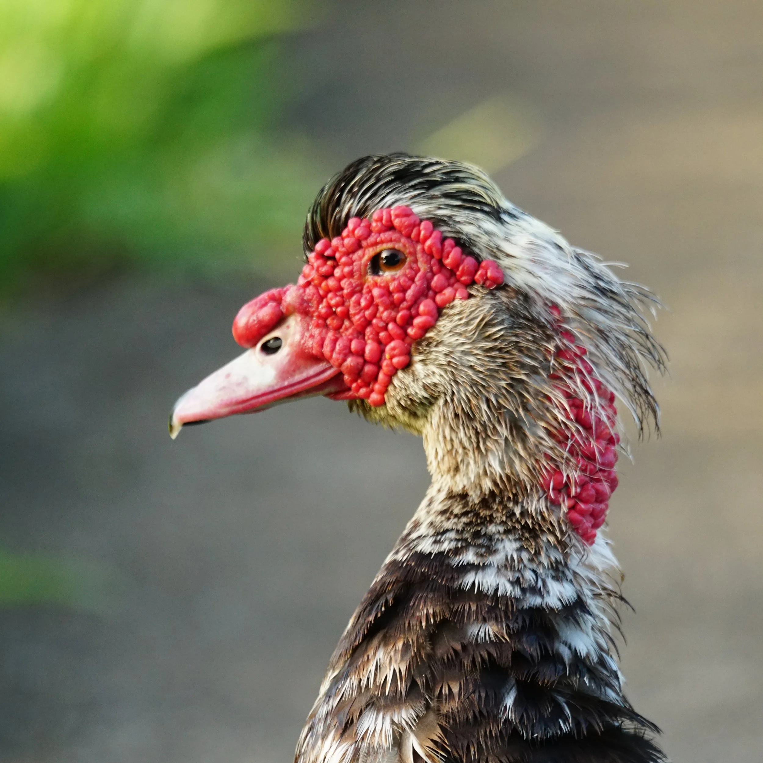 Close-up of a muscovy duck's head showing red caruncles and black-and-white feathers.