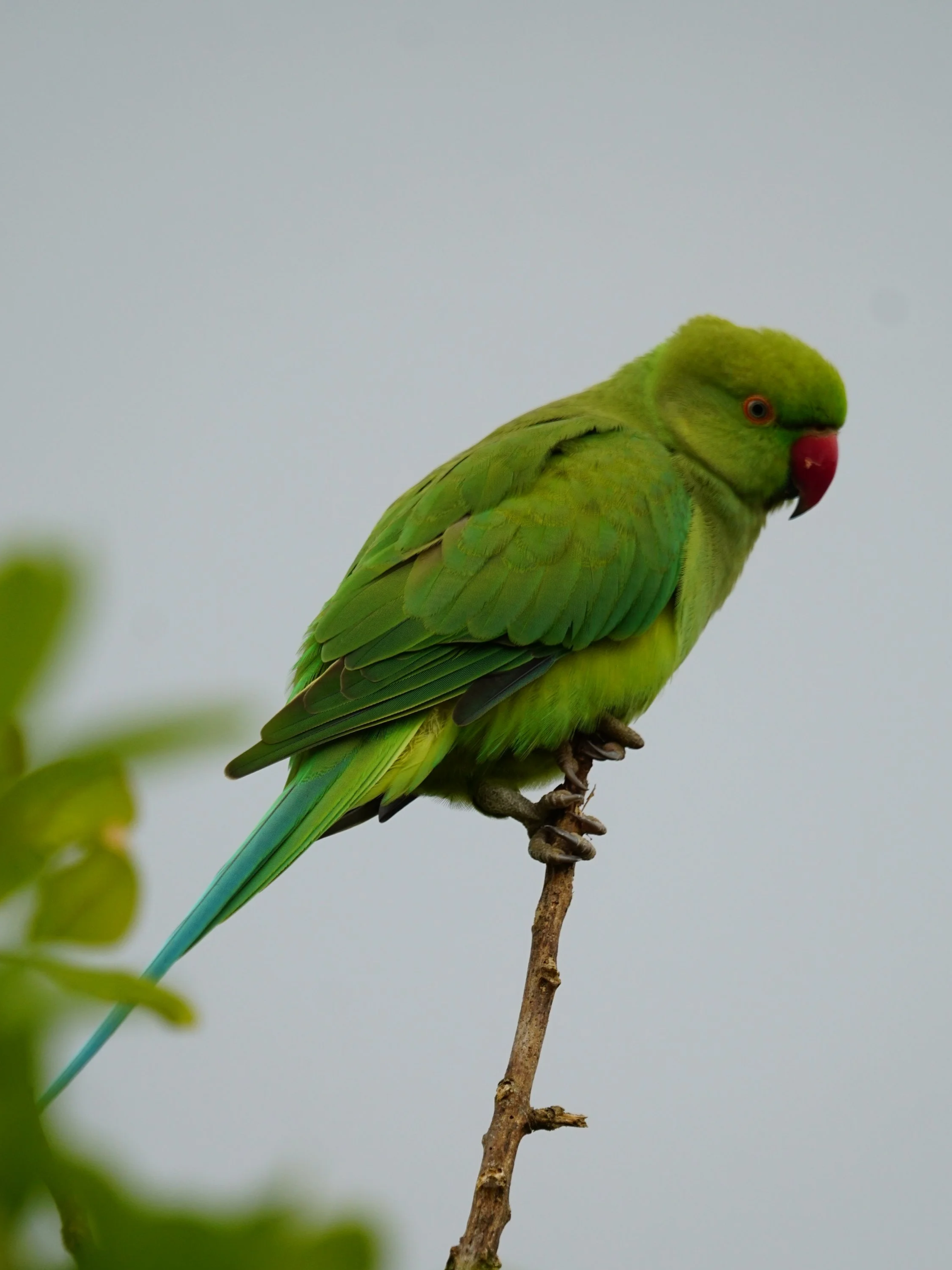 A green parrot with a red beak perched on a thin branch against a plain background.