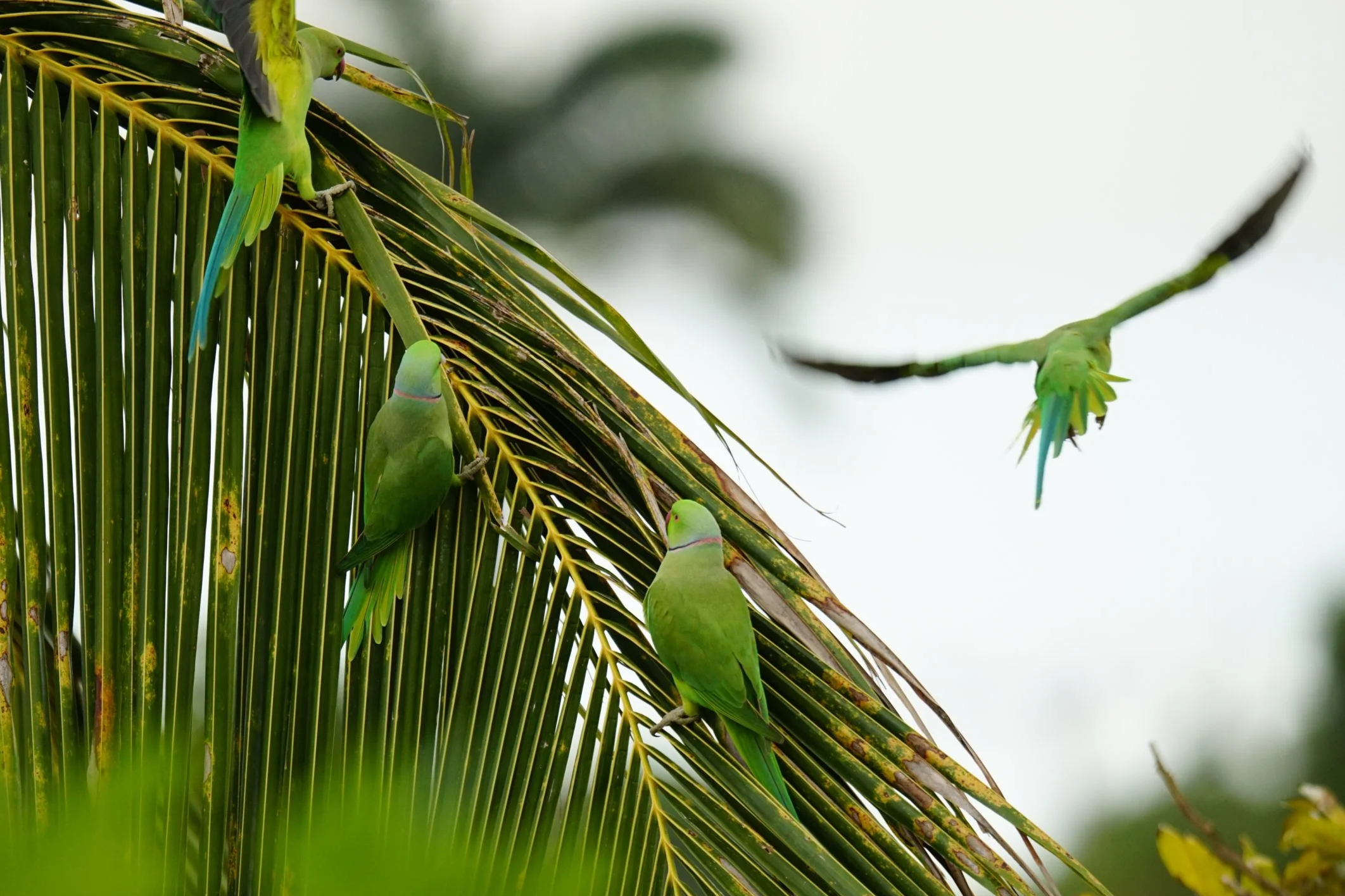 Three green parrots perched on a palm tree with one in flight against a cloudy sky.