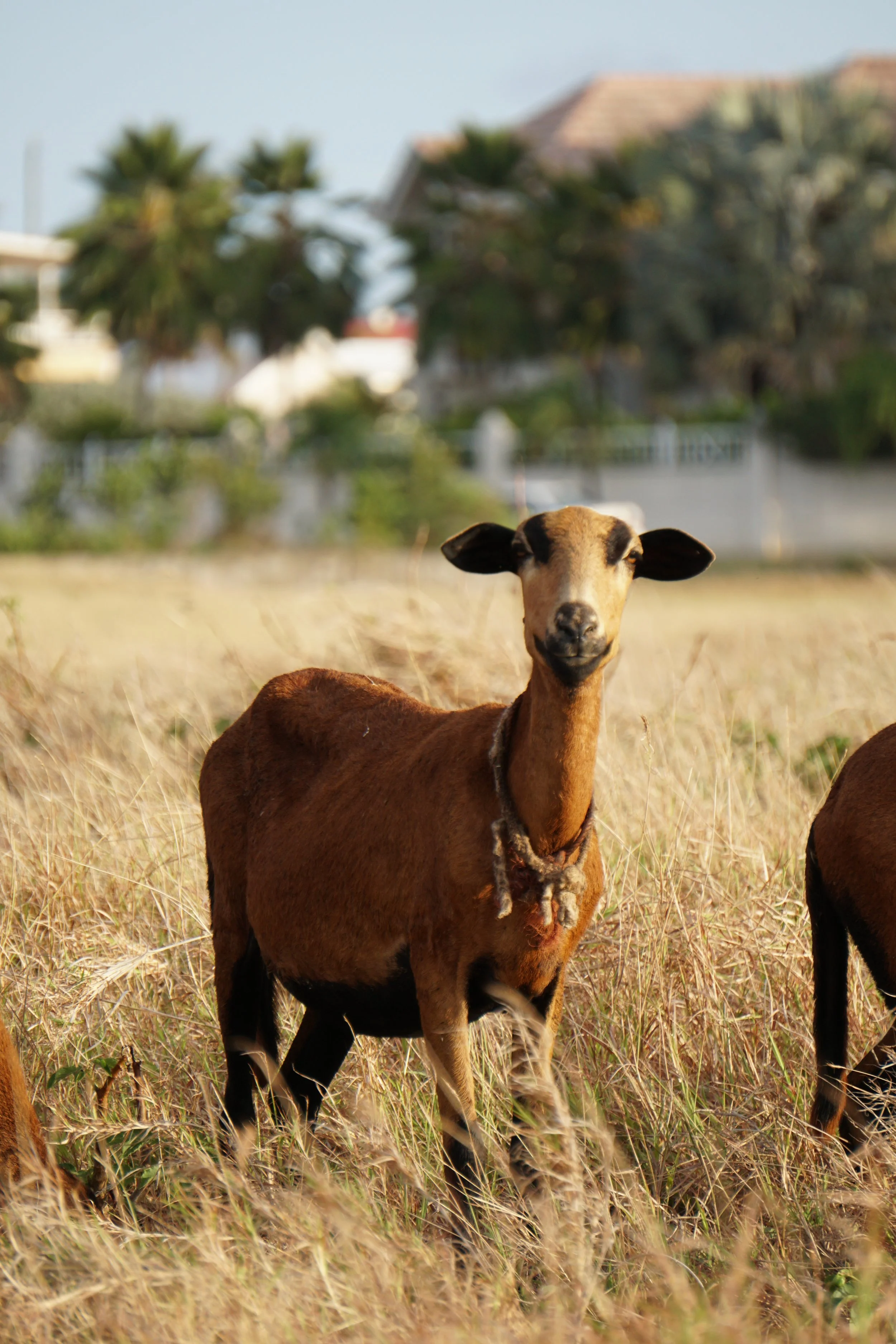 A young goat standing in a field of dry grass, with houses and trees in the background.