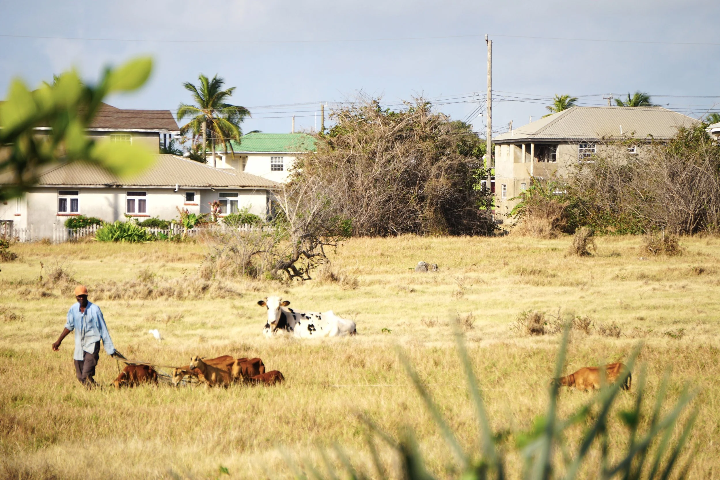 A man herding cows and calves in a grassy field with trees and houses in the background.