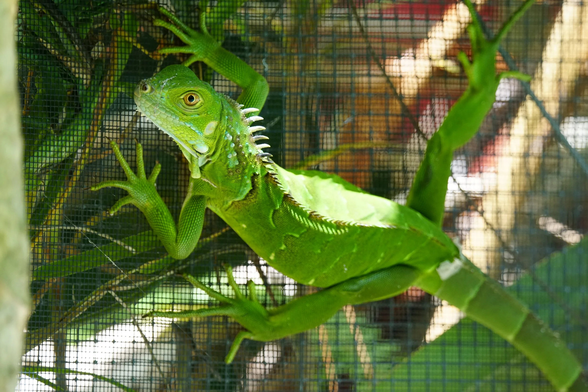 Close-up of a green iguana inside a cage, climbing on branches, with a mesh screen in the background.