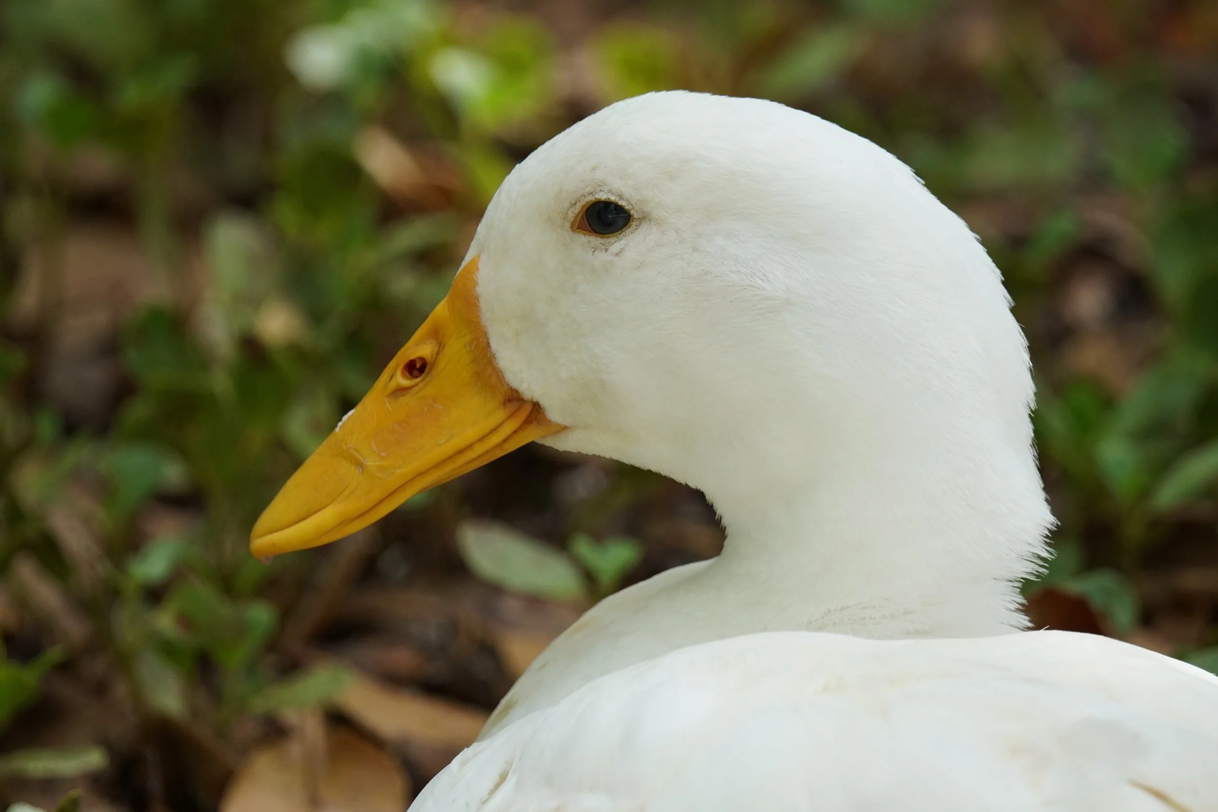 Close-up of a white duck with an orange beak, looking to the side, background of green and brown foliage.