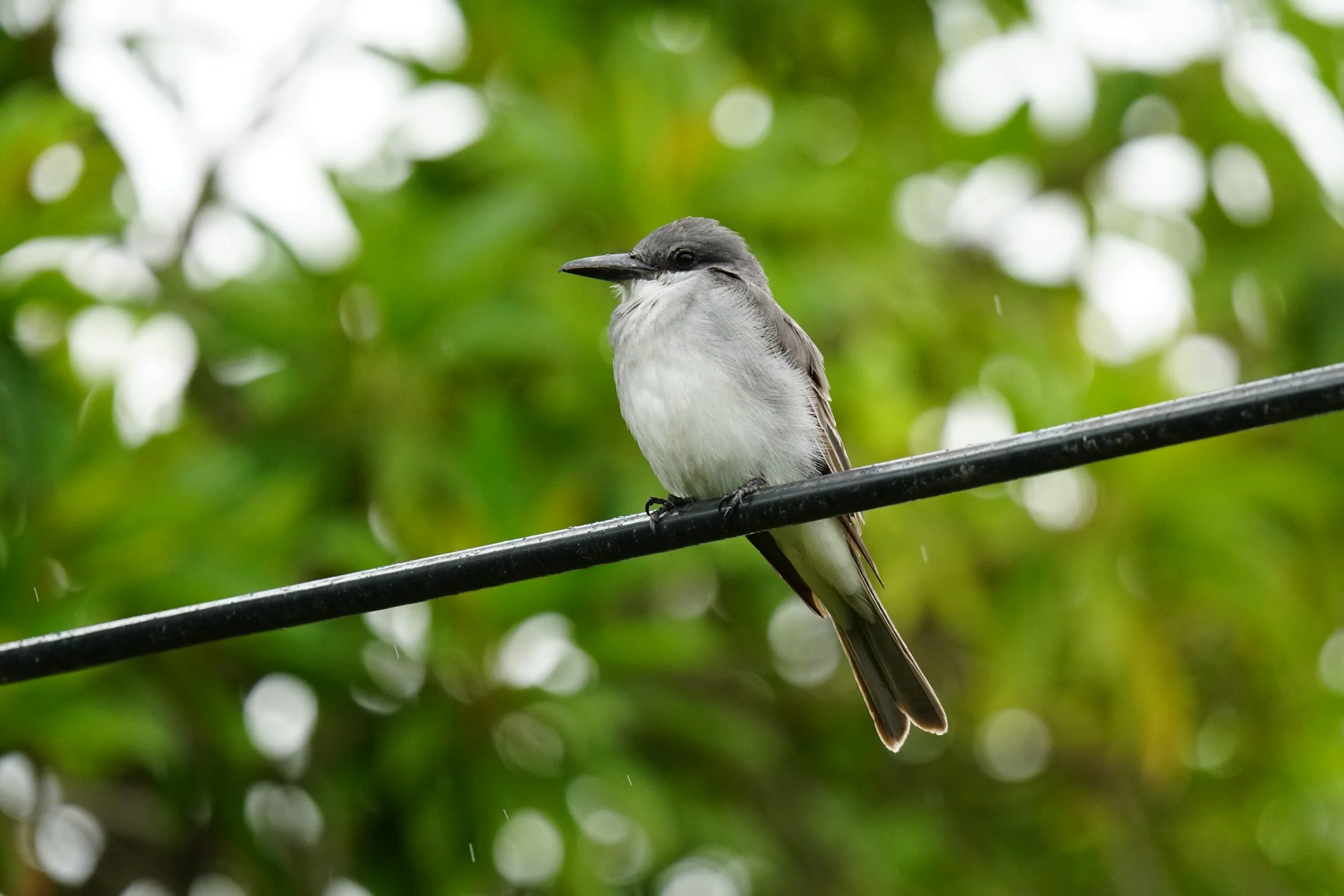 A small bird with gray and white feathers perched on a black wire with a blurred green leafy background.