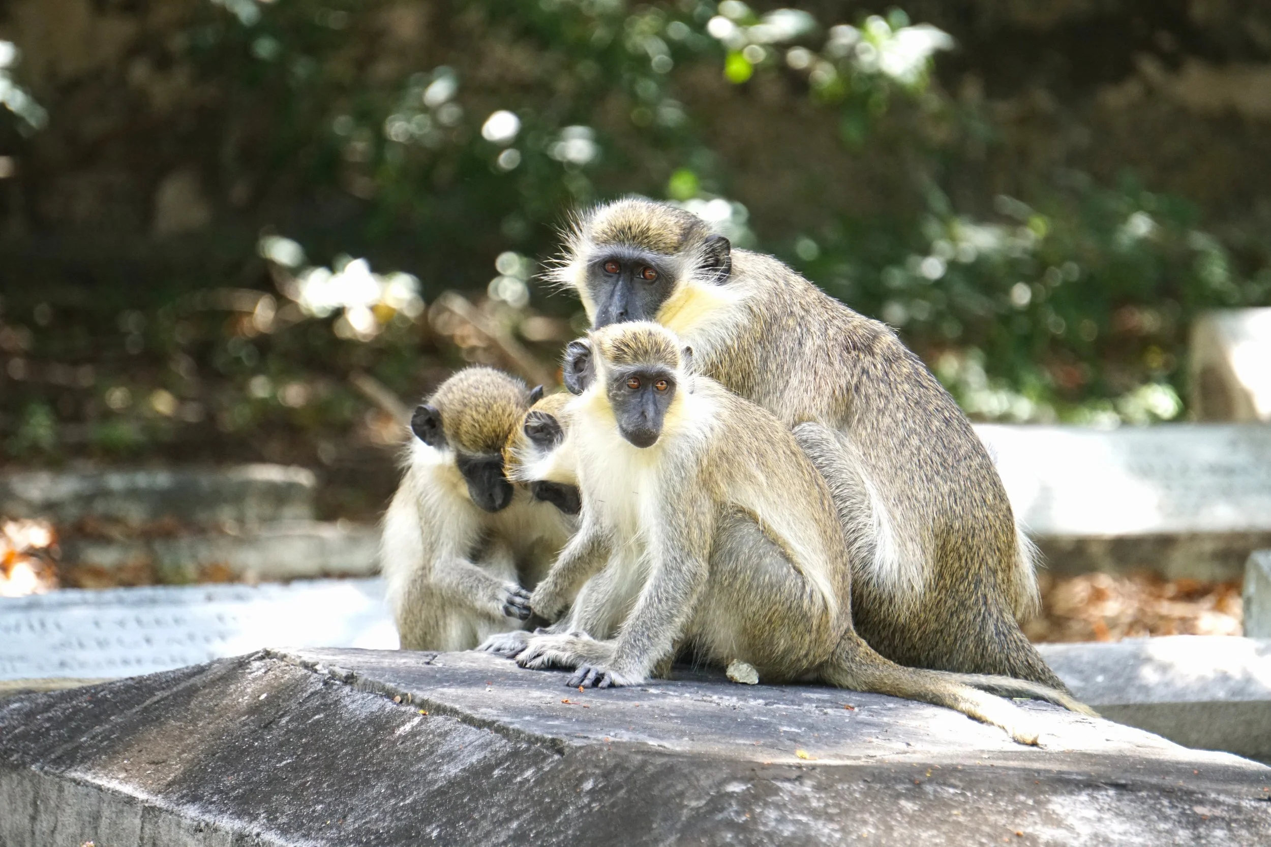 A group of four monkeys sitting together on a stone surface outdoors with green foliage and blurred background.