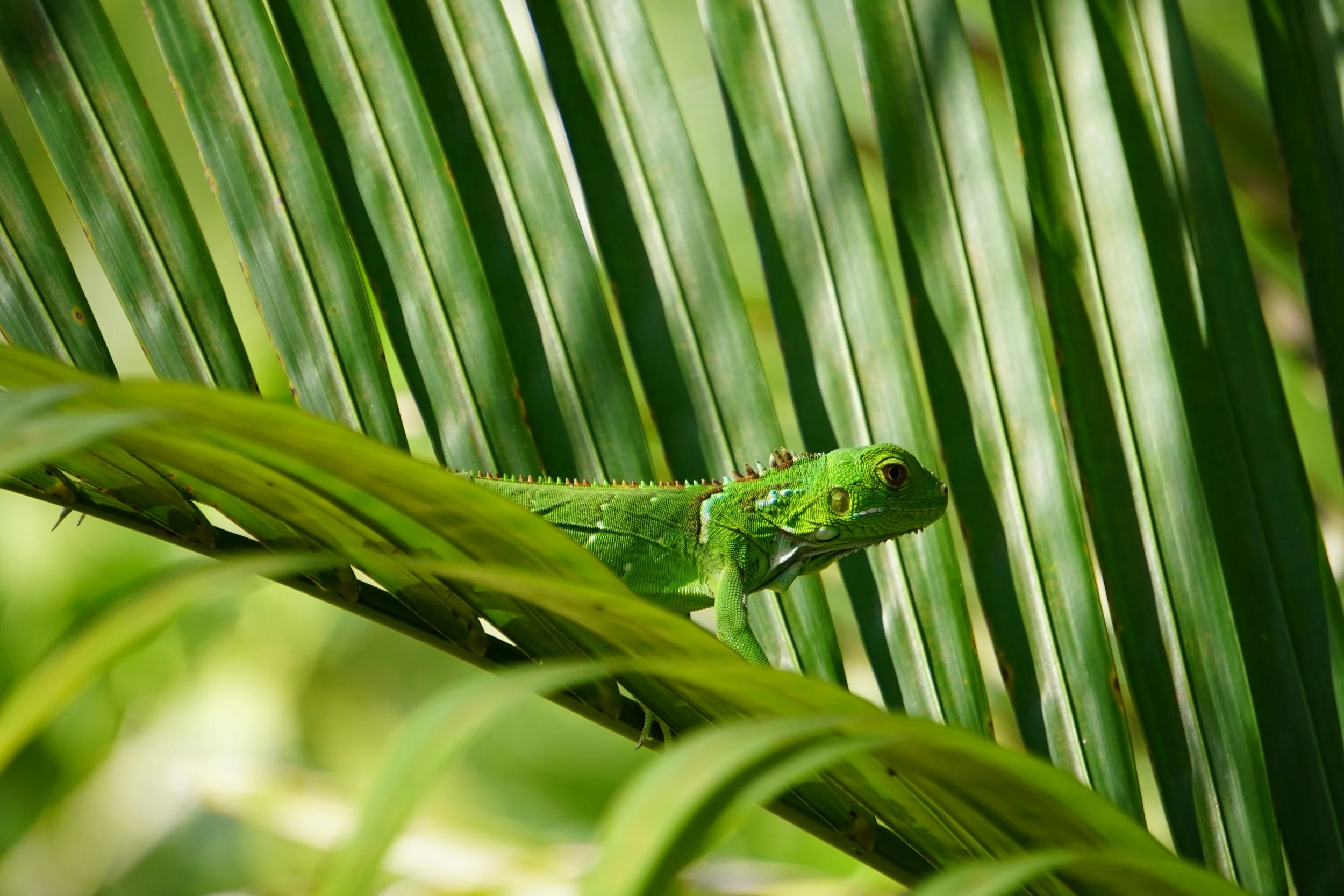 Green iguana on a green palm tree in a rainforest.
