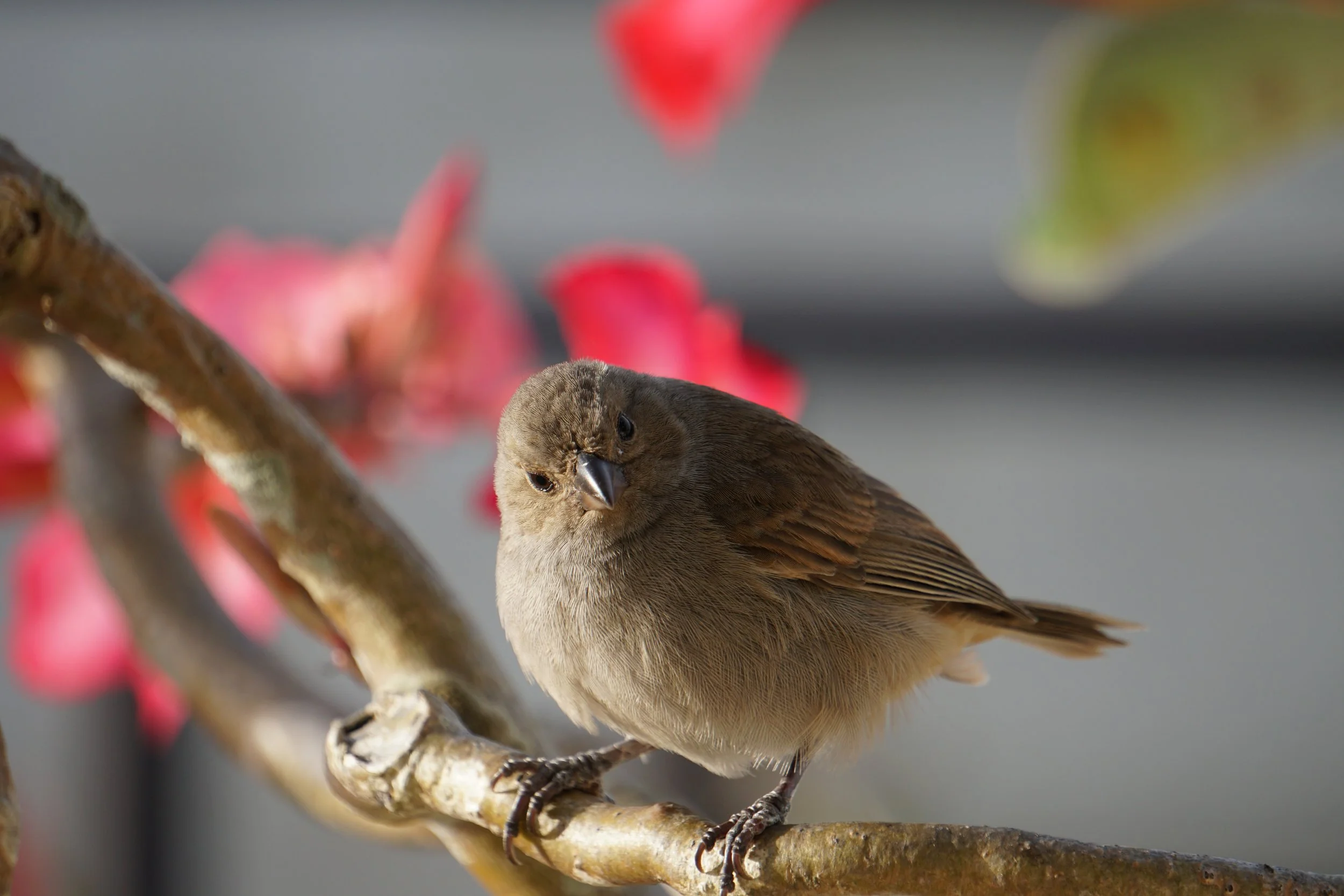 A small brown bird perched on a branch with pink flowers in the background.