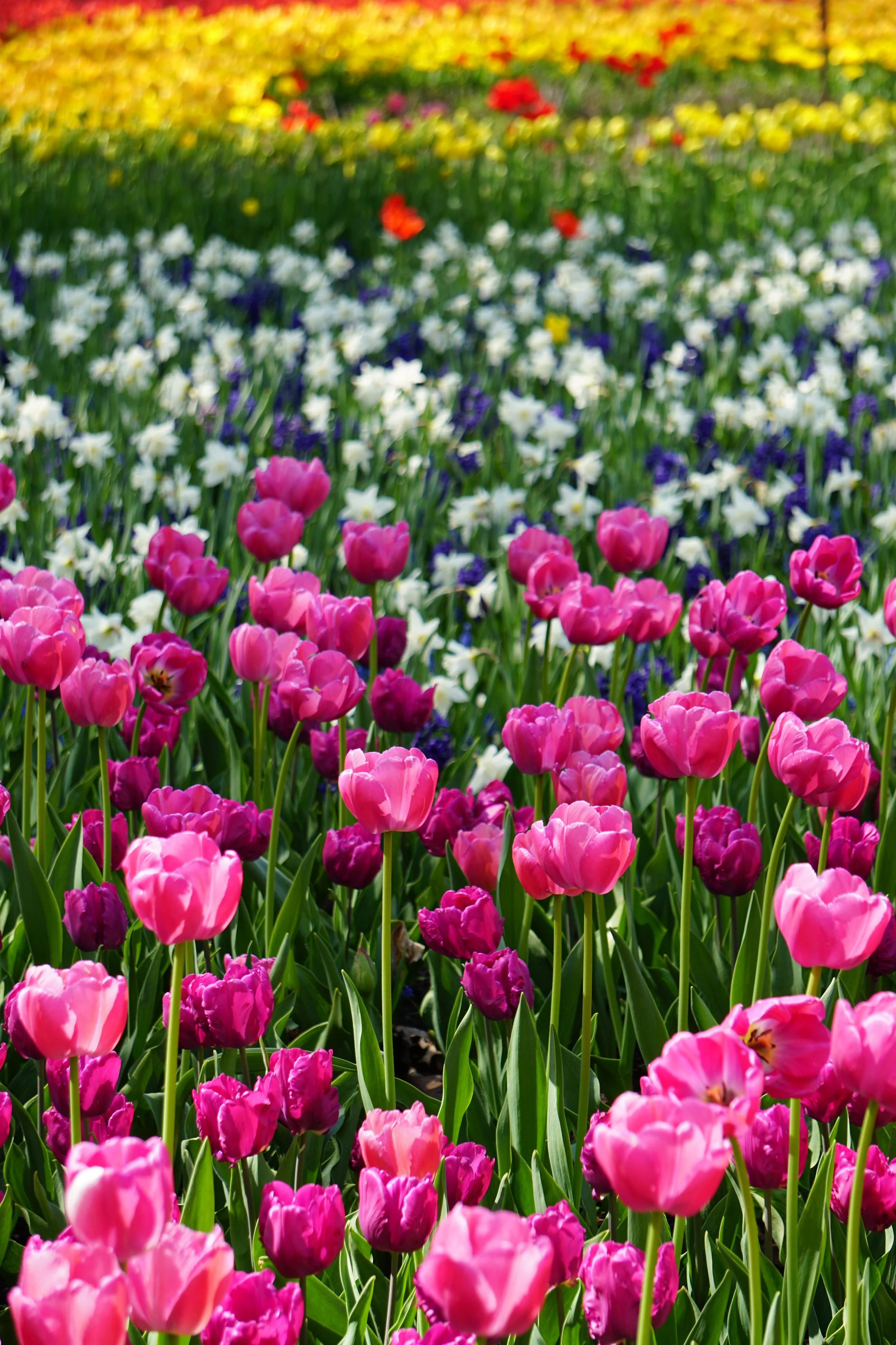 Field of colorful tulips and other flowers in bloom at a garden.