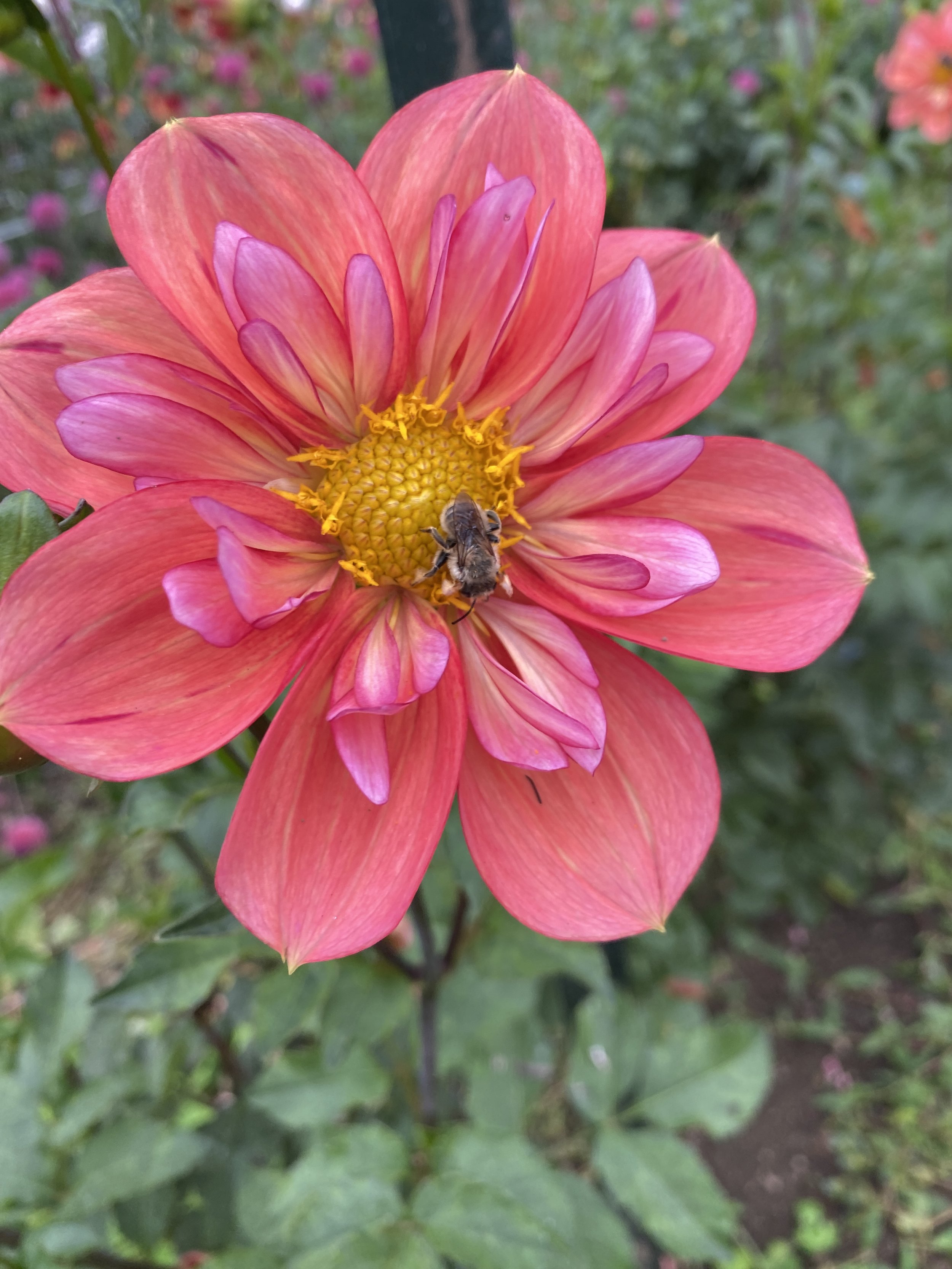 "Giggles" Dahlia