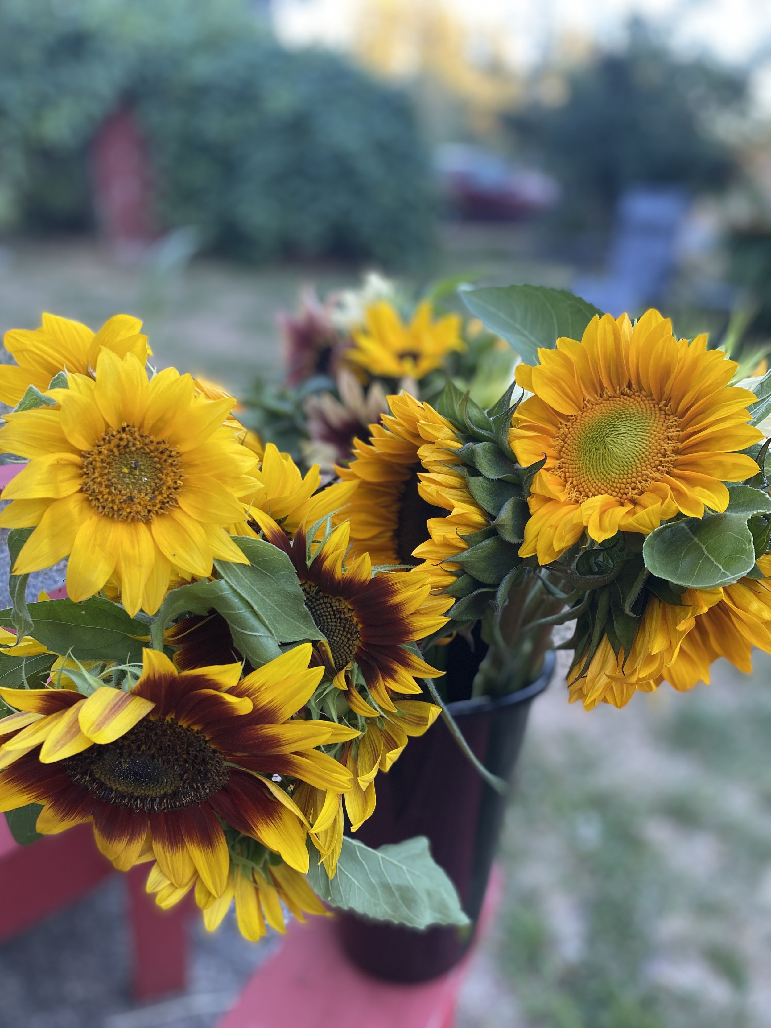 IMG_5410.jpeg