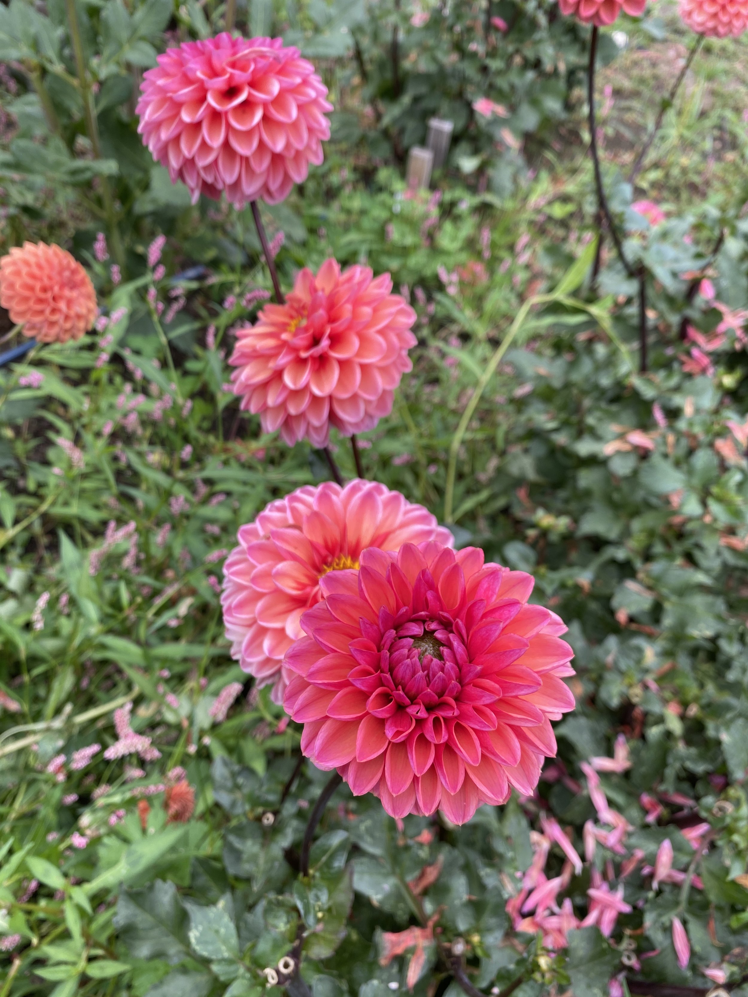 Dahlias in the Field