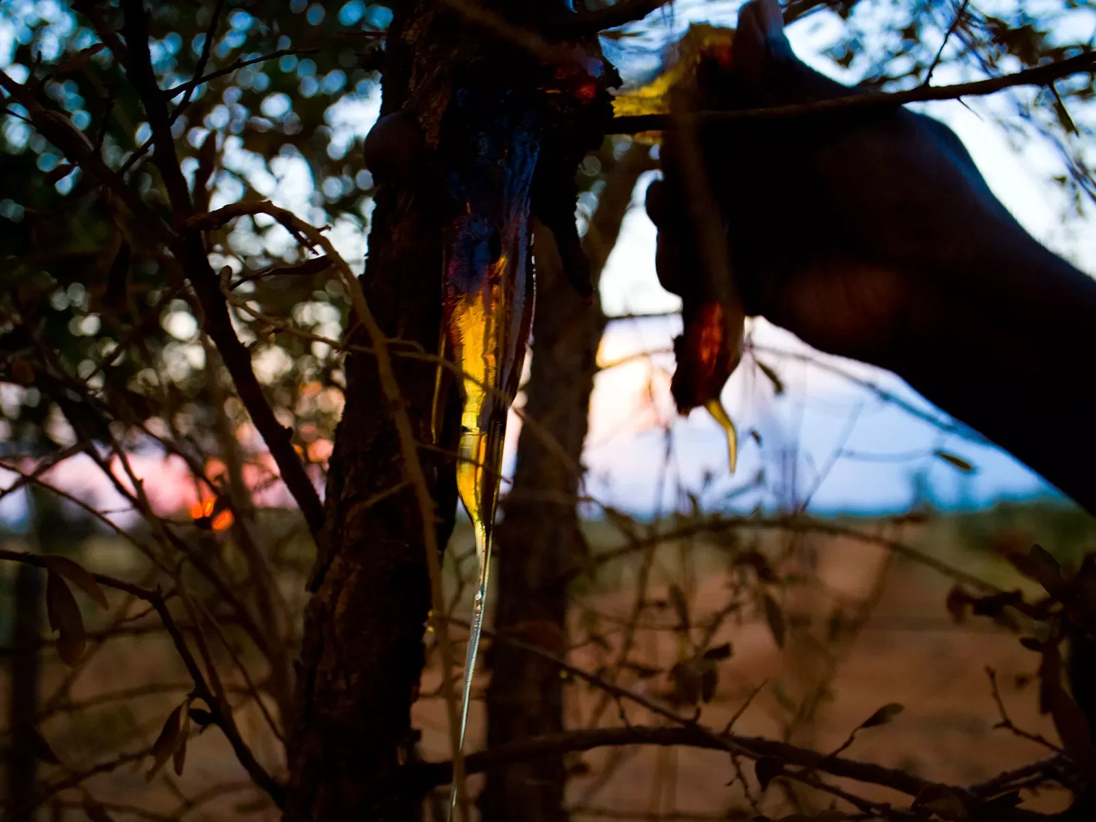 1_Gum-Jarlmadangaha092307914.webp