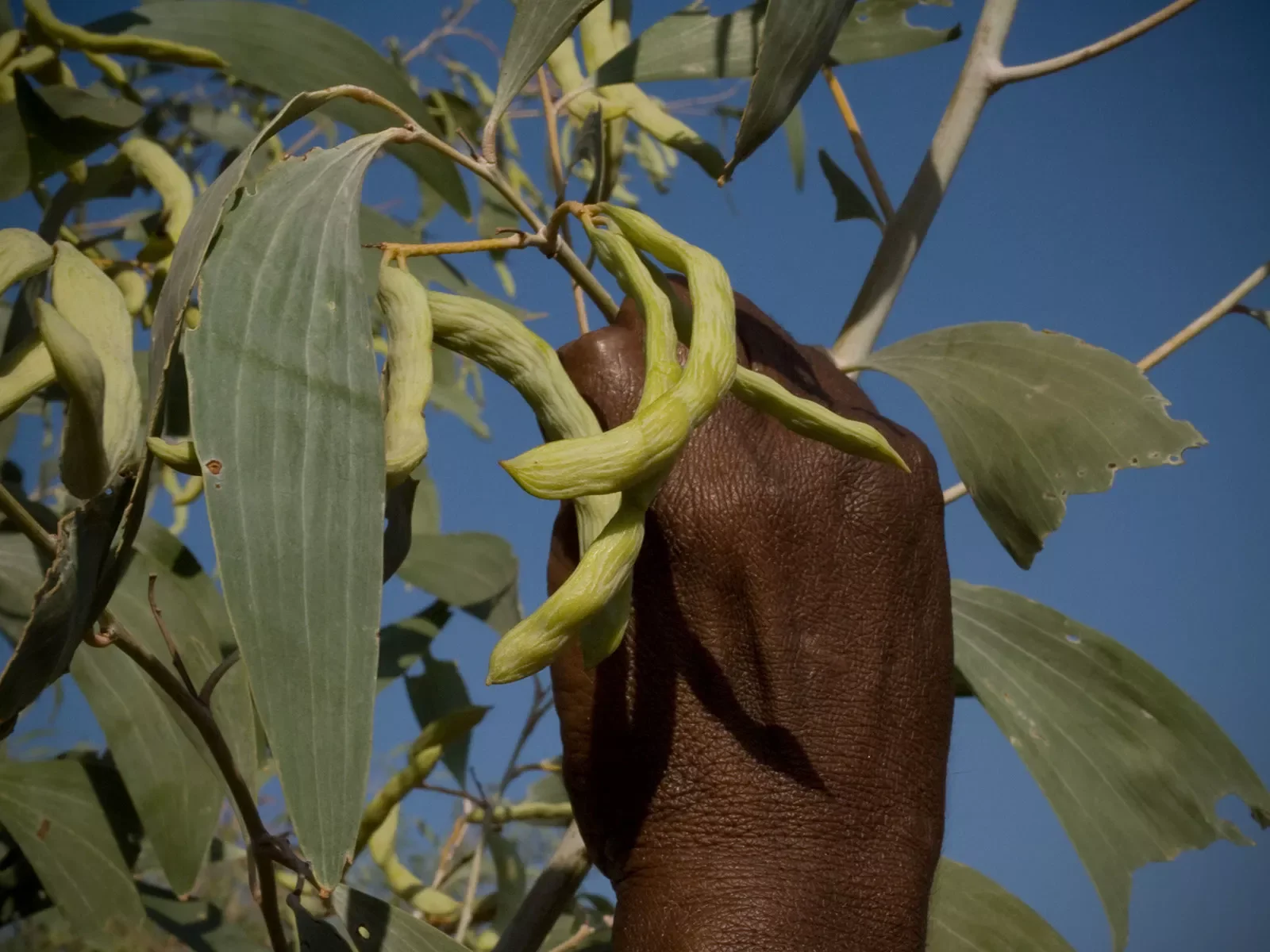 Annie-collecting-bush-beans-or-Koorlban.-spelling-.-.-Jarlmadangah-Kimberleyc1010071037.webp