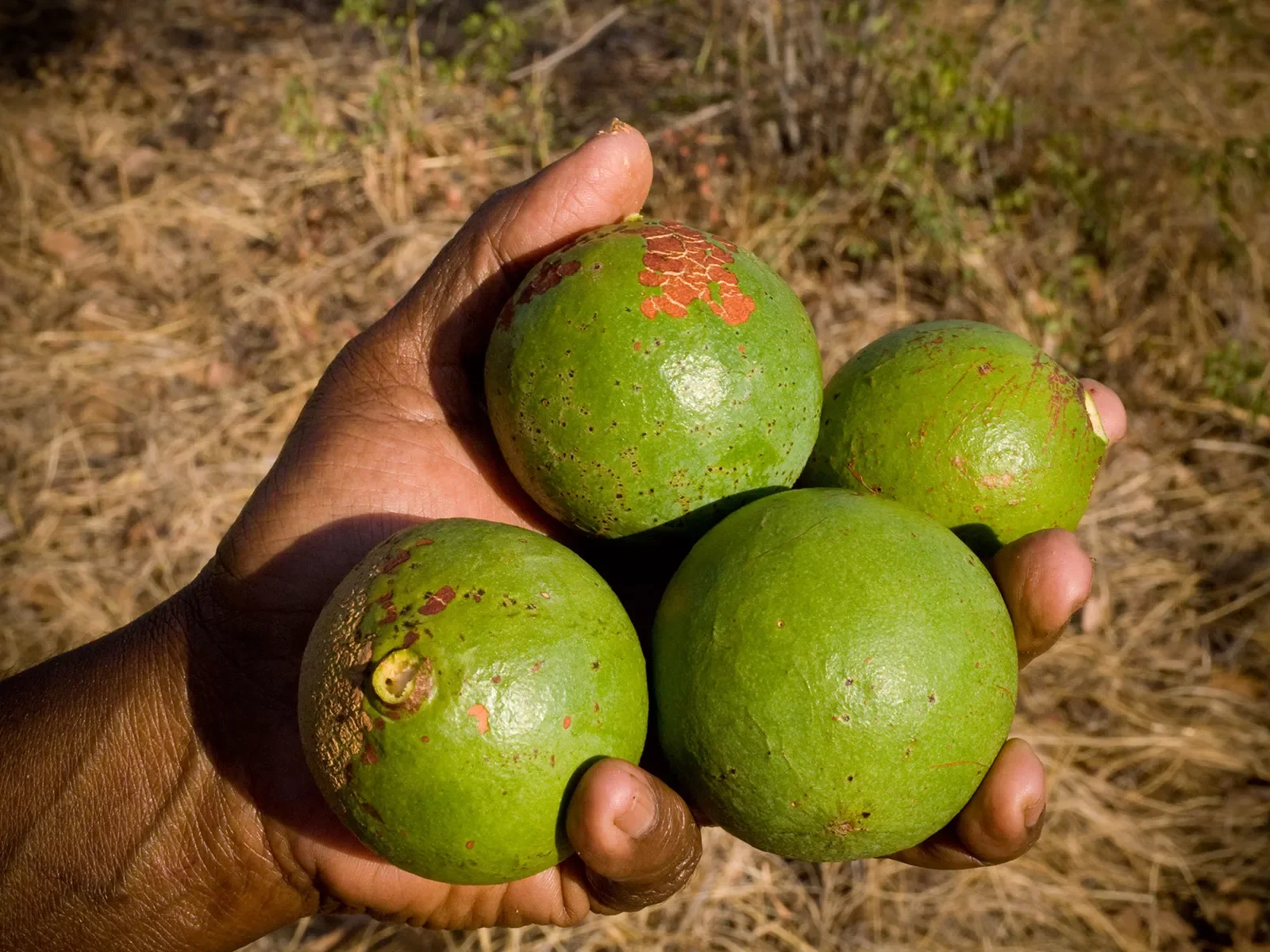 Annie-collecting-Bush-Oranges.-Nganybal.-Jarlmadangah.Kimberley.-WAb100907977.webp