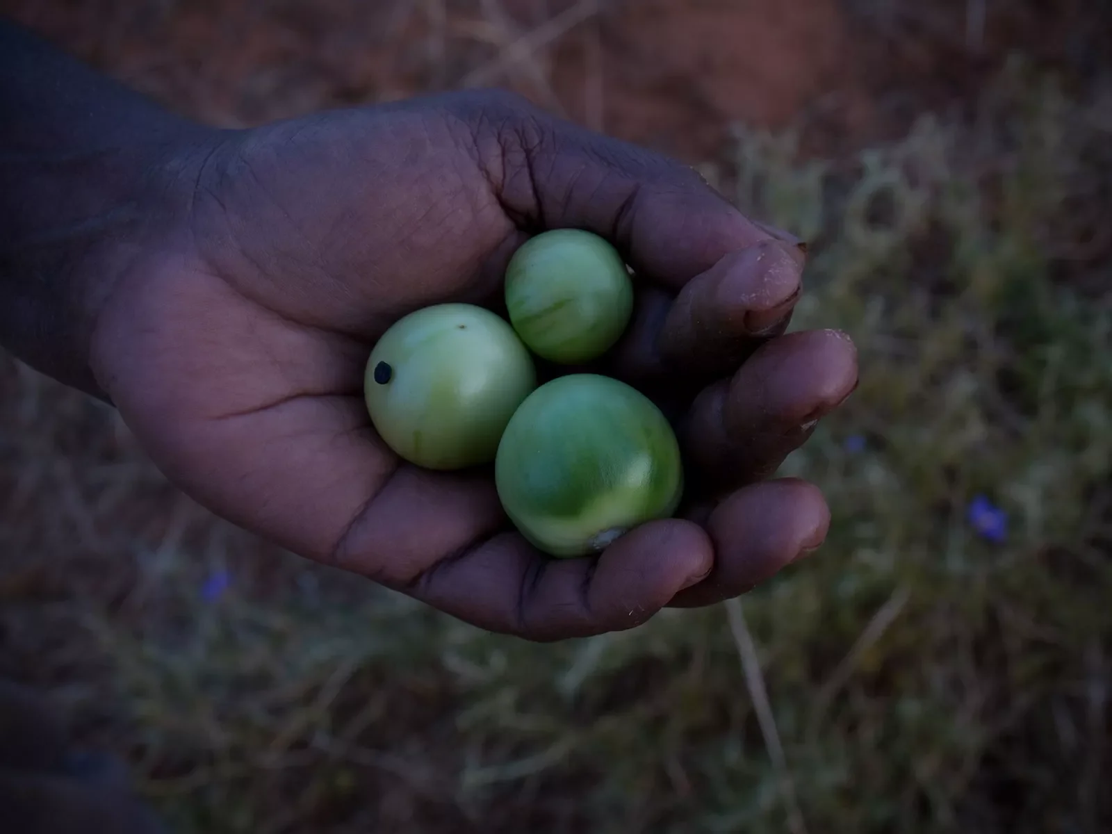 Annie-collecting-Bush-Tomatoe.-Jarlmadangah-.-Kimberley.-WA20070923-3112.webp