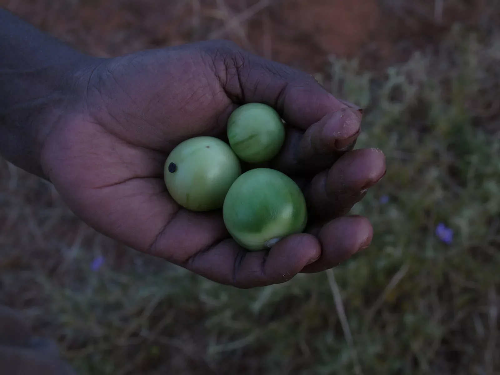 Annie-collecting-Bush-Tomatoe.-Jarlmadangah-.-Kimberley.-WA20070923-3138.webp