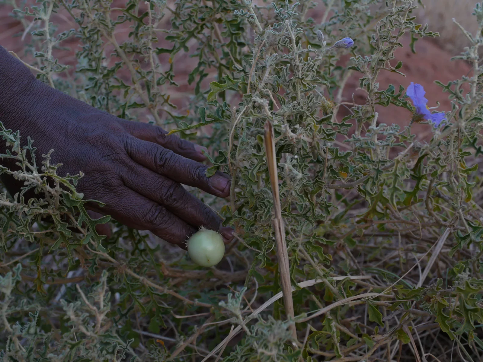 Annie-collecting-Bush-Tomatoe.-Jarlmadangah-.-Kimberley.-WA20070923-3145.webp