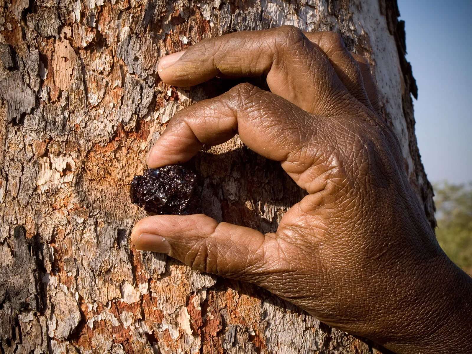 Annie-collecting-Koorinyboo-or-red-gum-sap-from-Bloodwood-or-Bilawal-tree.-Boiled-and-uesd-for-skin-conditions..-Jarlmadangah-Kimberleya1009071023.webp