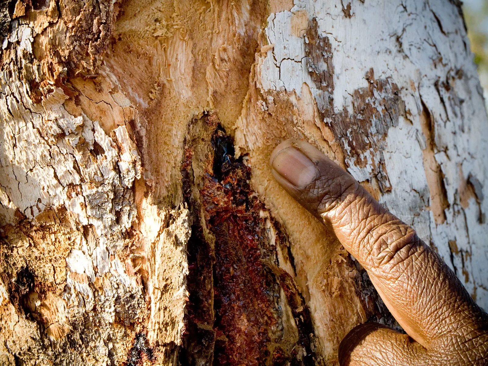 Annie-collecting-Koorinyboo-or-red-gum-sap-from-Bloodwood-or-Bilawal-tree.-Boiled-and-uesd-for-skin-conditions..-Jarlmadangah-Kimberleye1009071027.webp