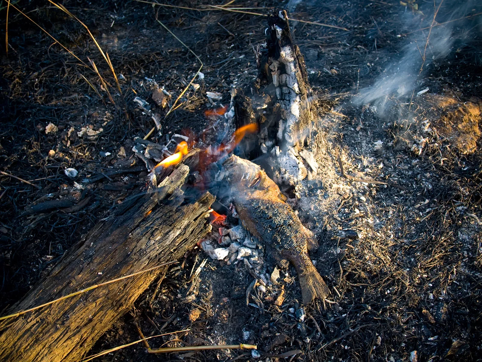 Cooking-fish.-a0207081352.webp