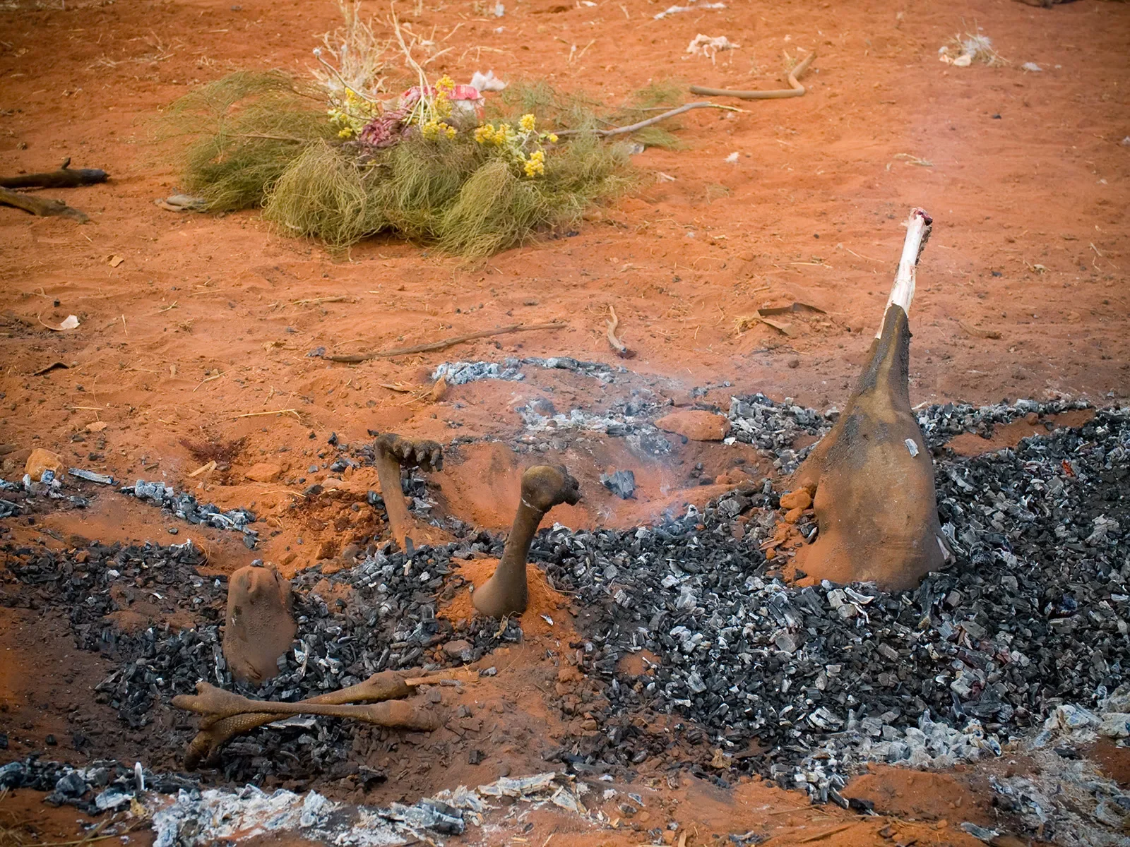 Cooking-Kangaroo-a0507081450.webp