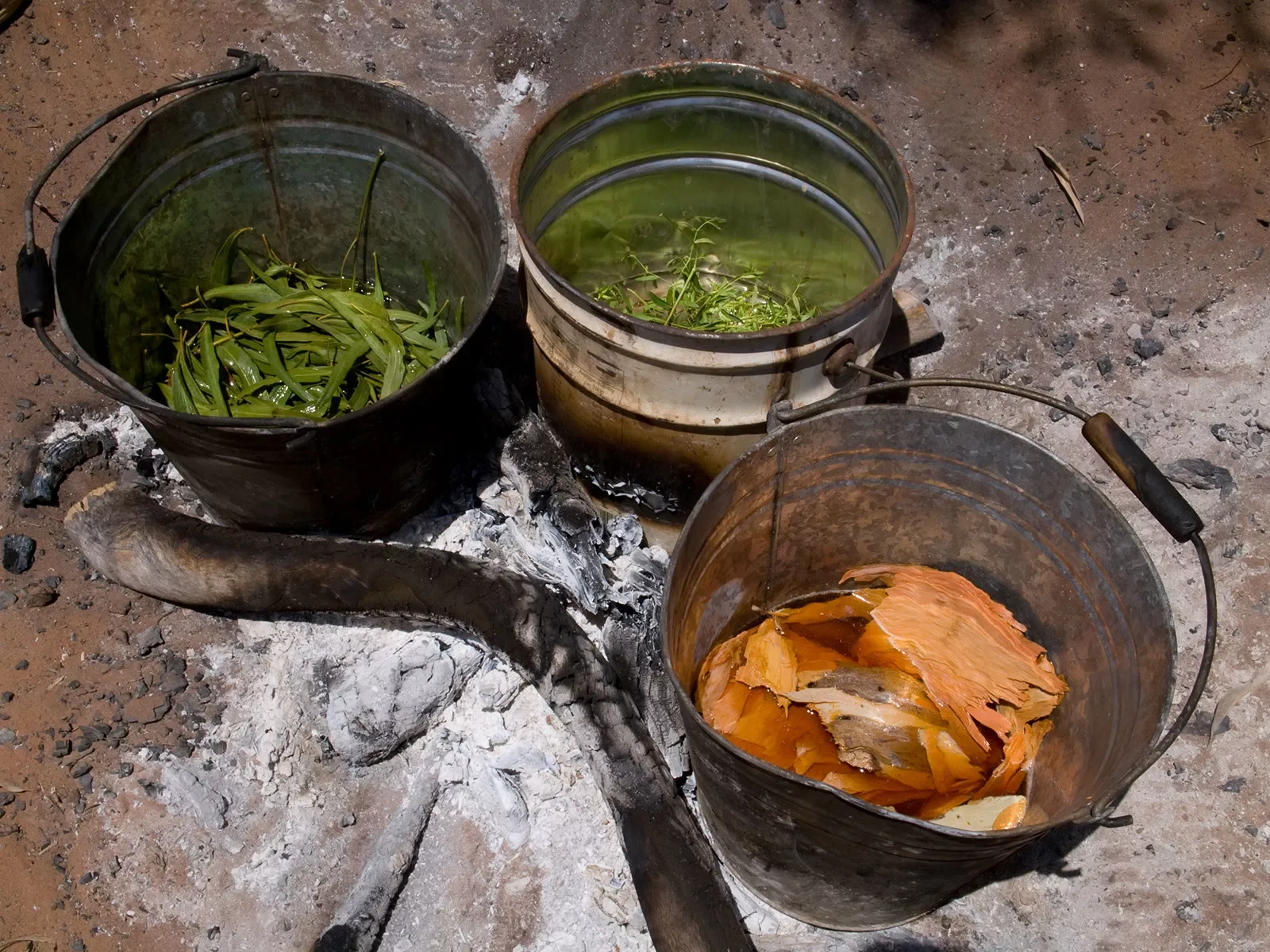 Leaves-and-bark-prepared-for-dying-experimentation.-Kimberley.-WAb1010071102.webp