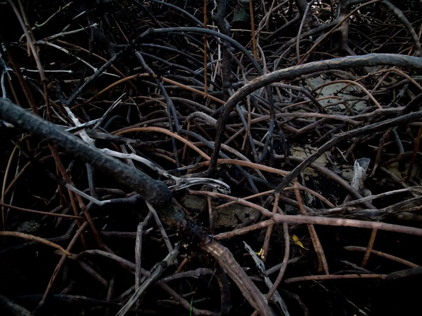 mangroves-.-Elcho-island.-.webp
