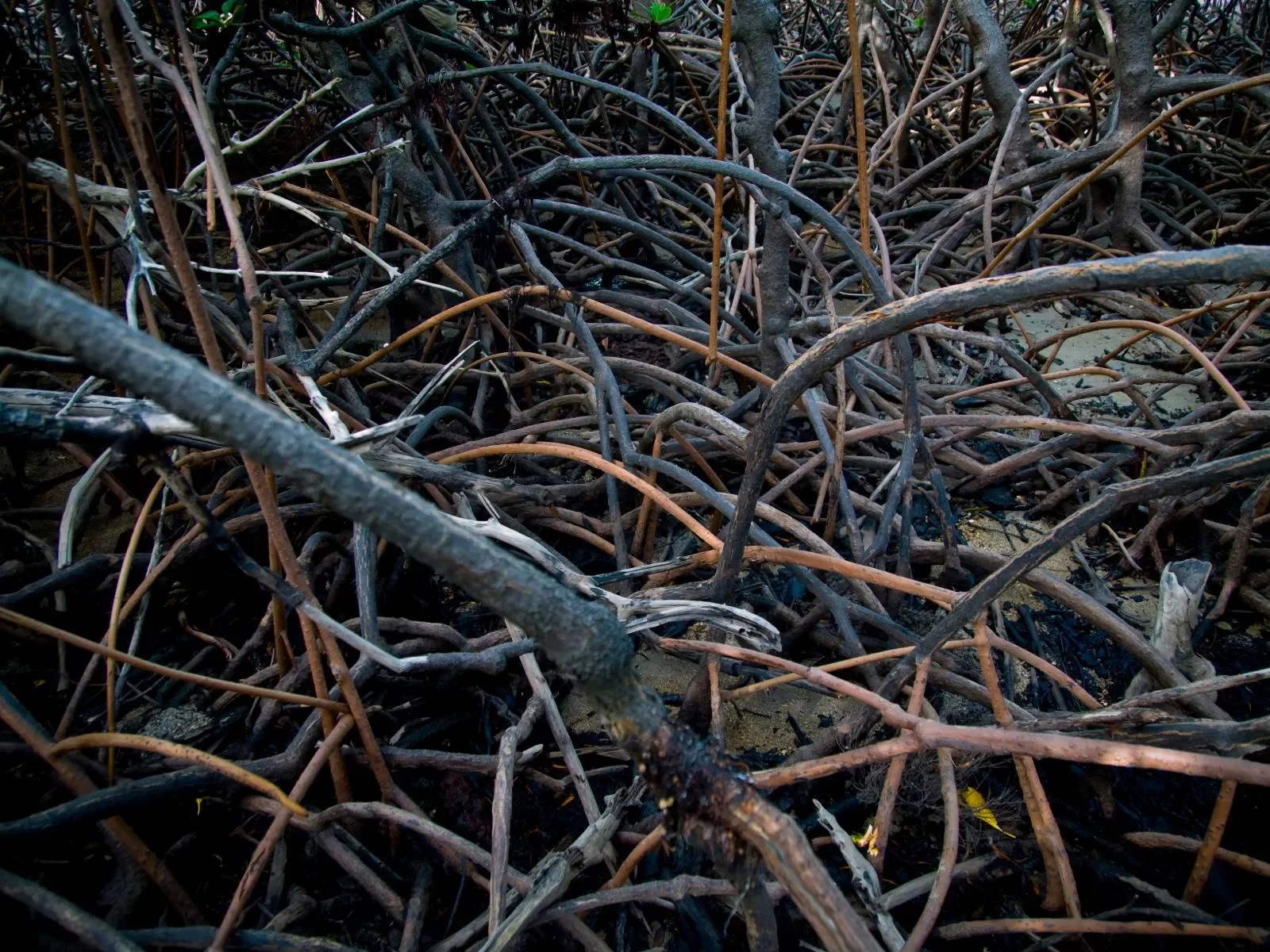 mangroves-.-Elcho-island.-_1.webp